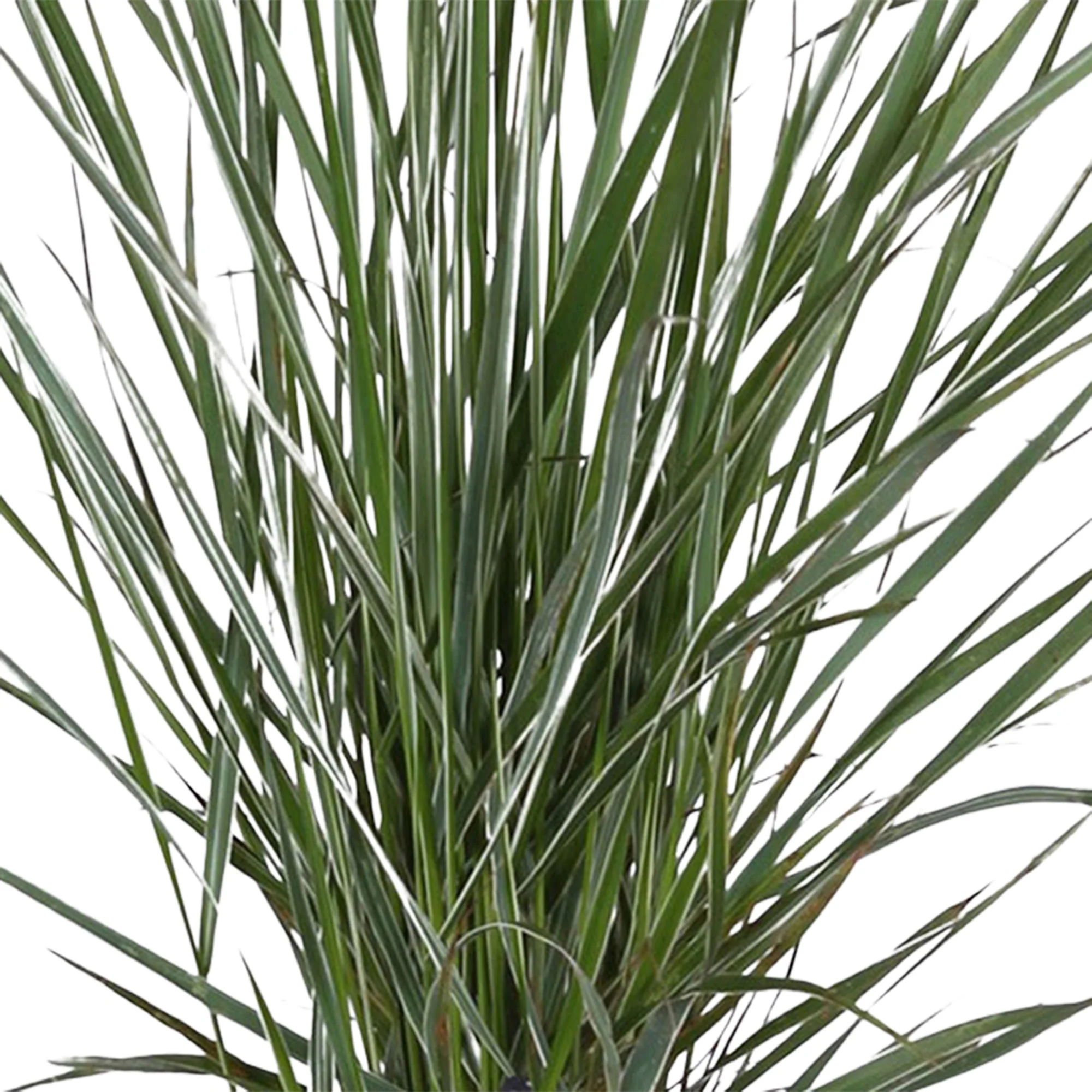 Calamagrostis 'Overdam' vert-crème avec cache-pot - Image 4
