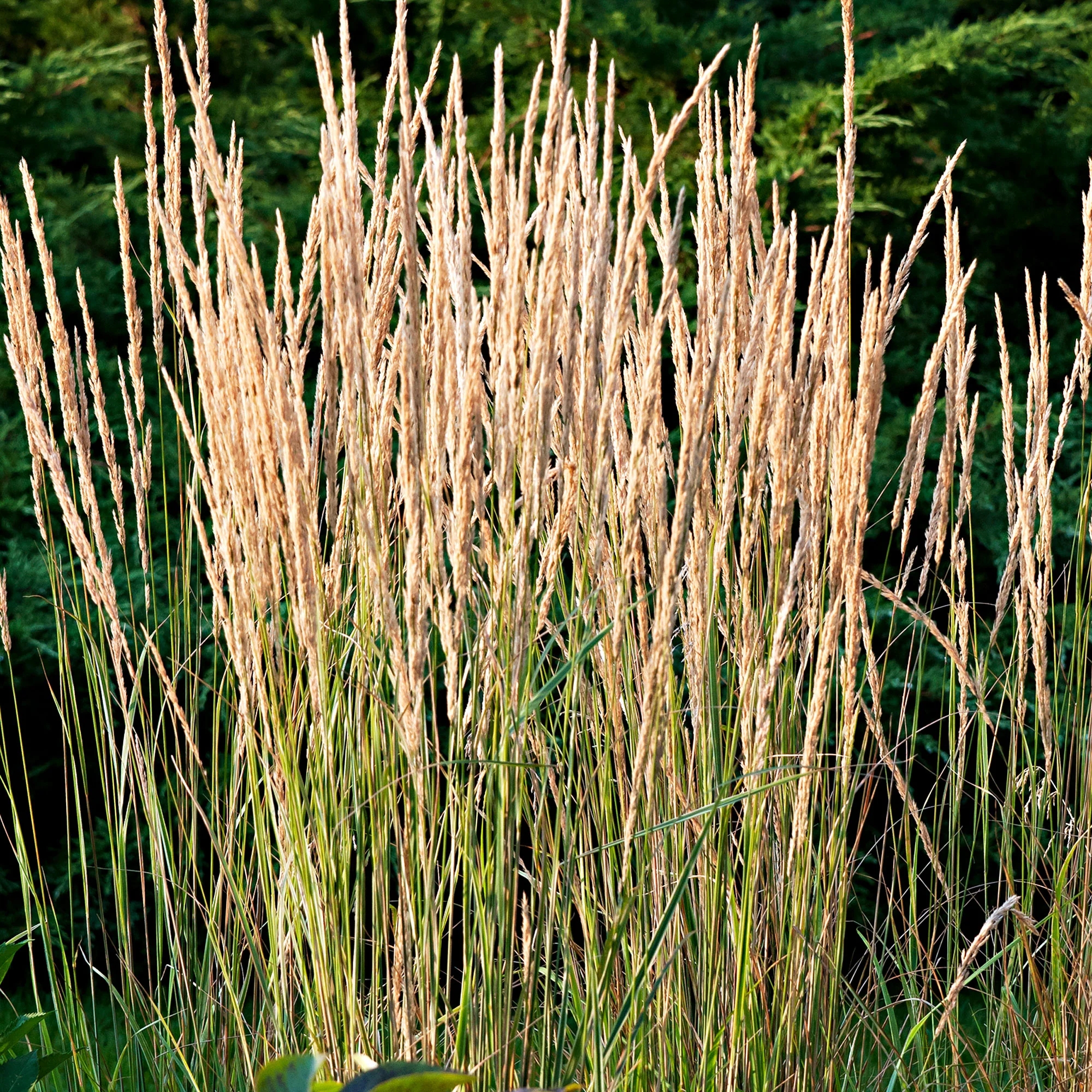 Calamagrostis 'Overdam' vert-crème avec cache-pot - Image 5