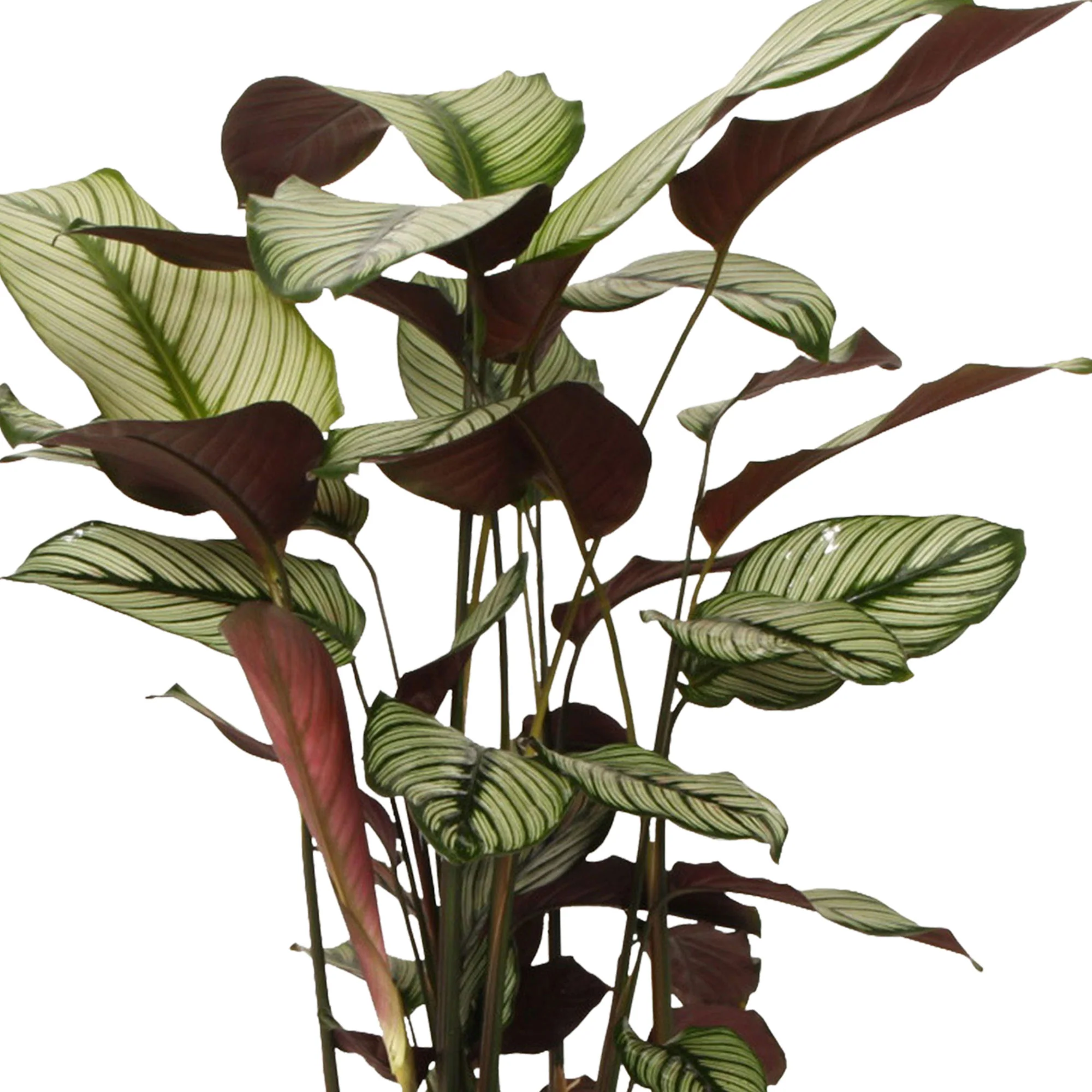 Calathéa - Image 3