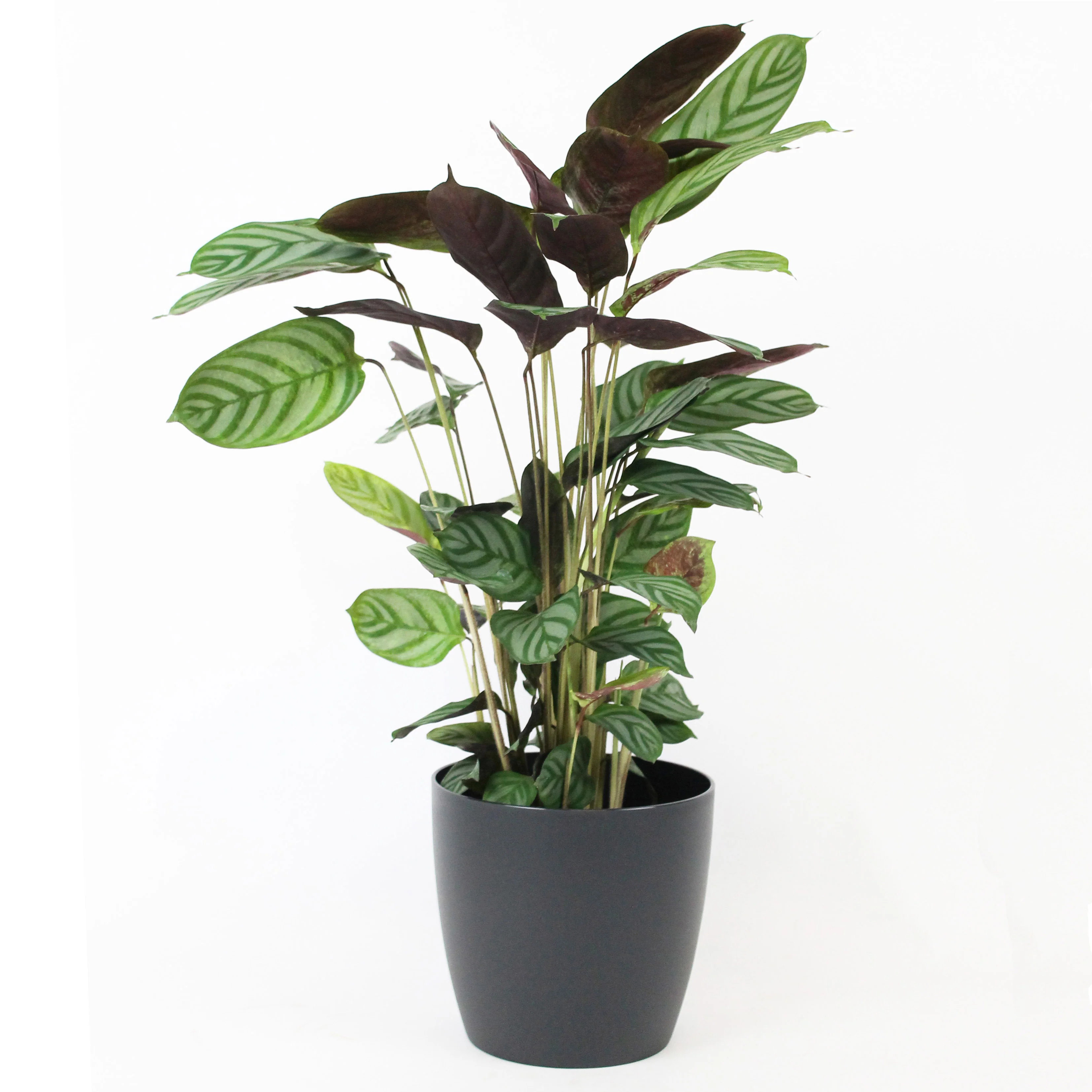 Calathea 'Compact Star' avec pot décoratif - Image 5