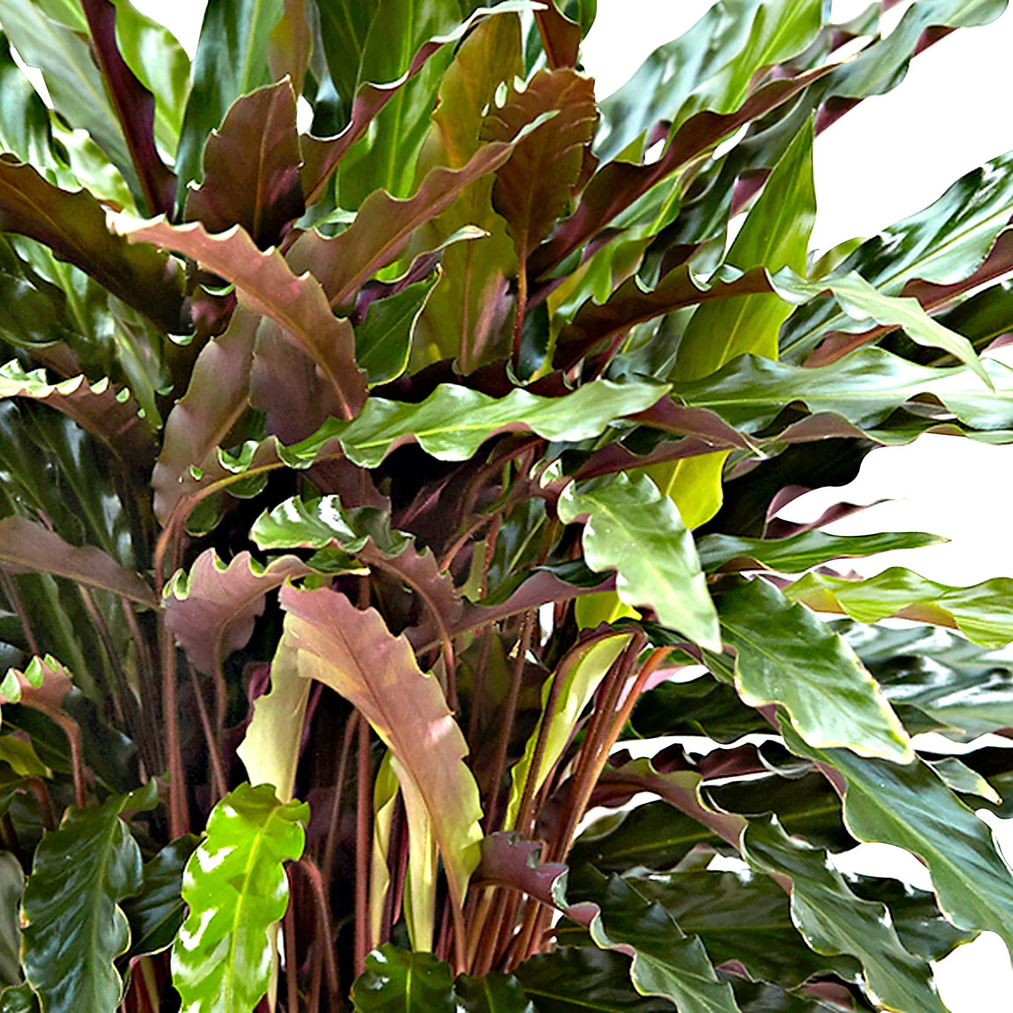 Calathea 'Elger Grass' - Image 3