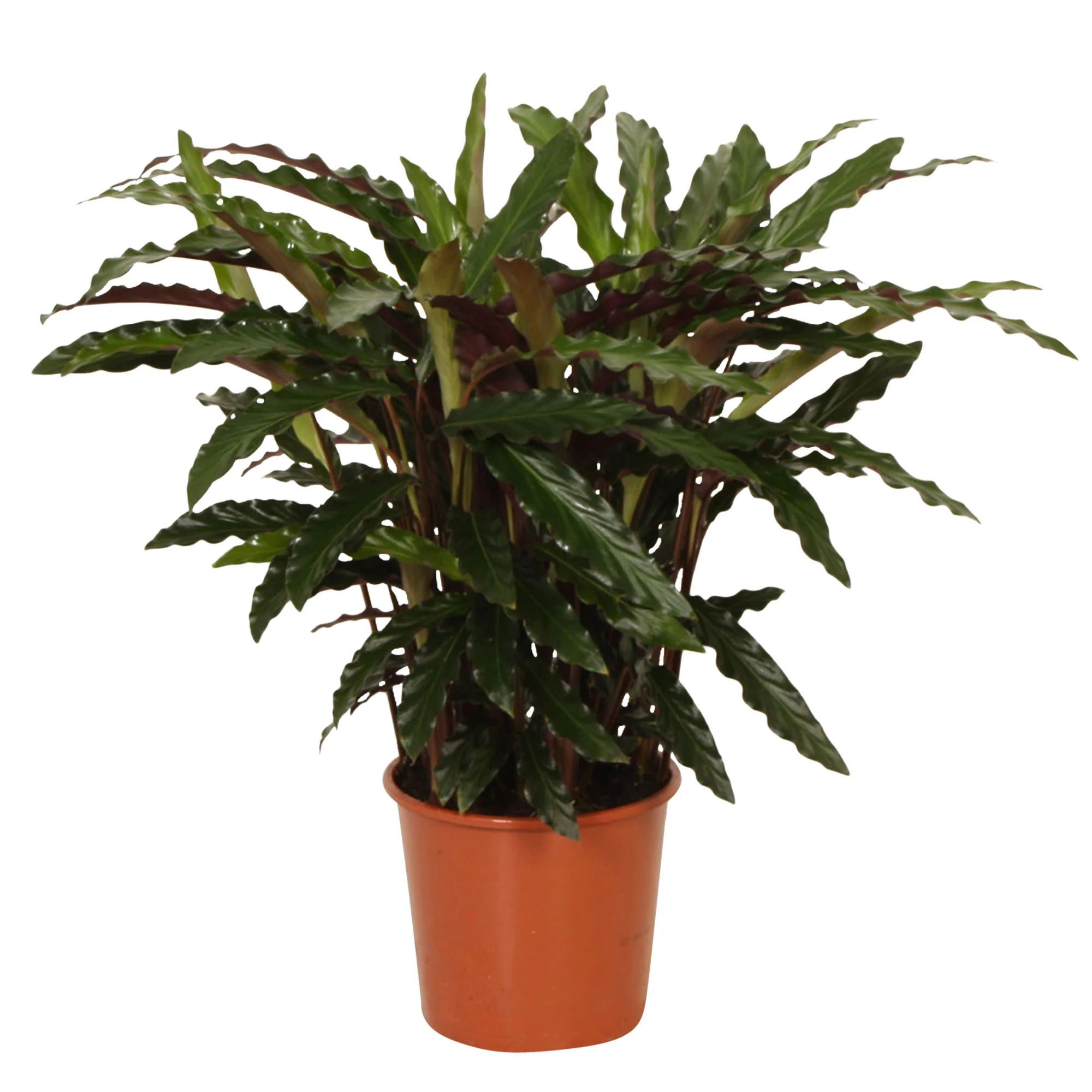 Calathea 'Elger Grass' - Image 4