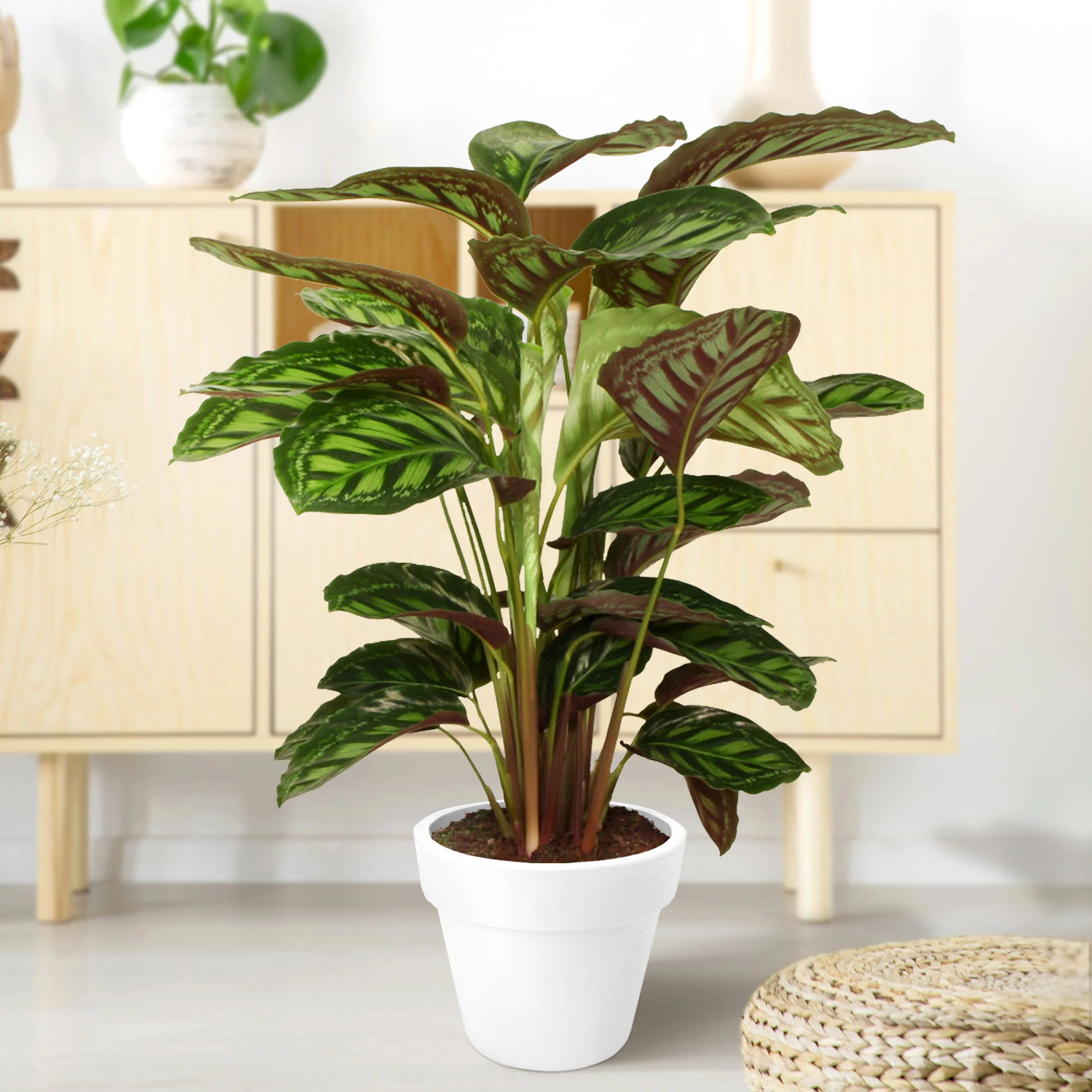 Calathea 'Flamestar' XL - Image 2