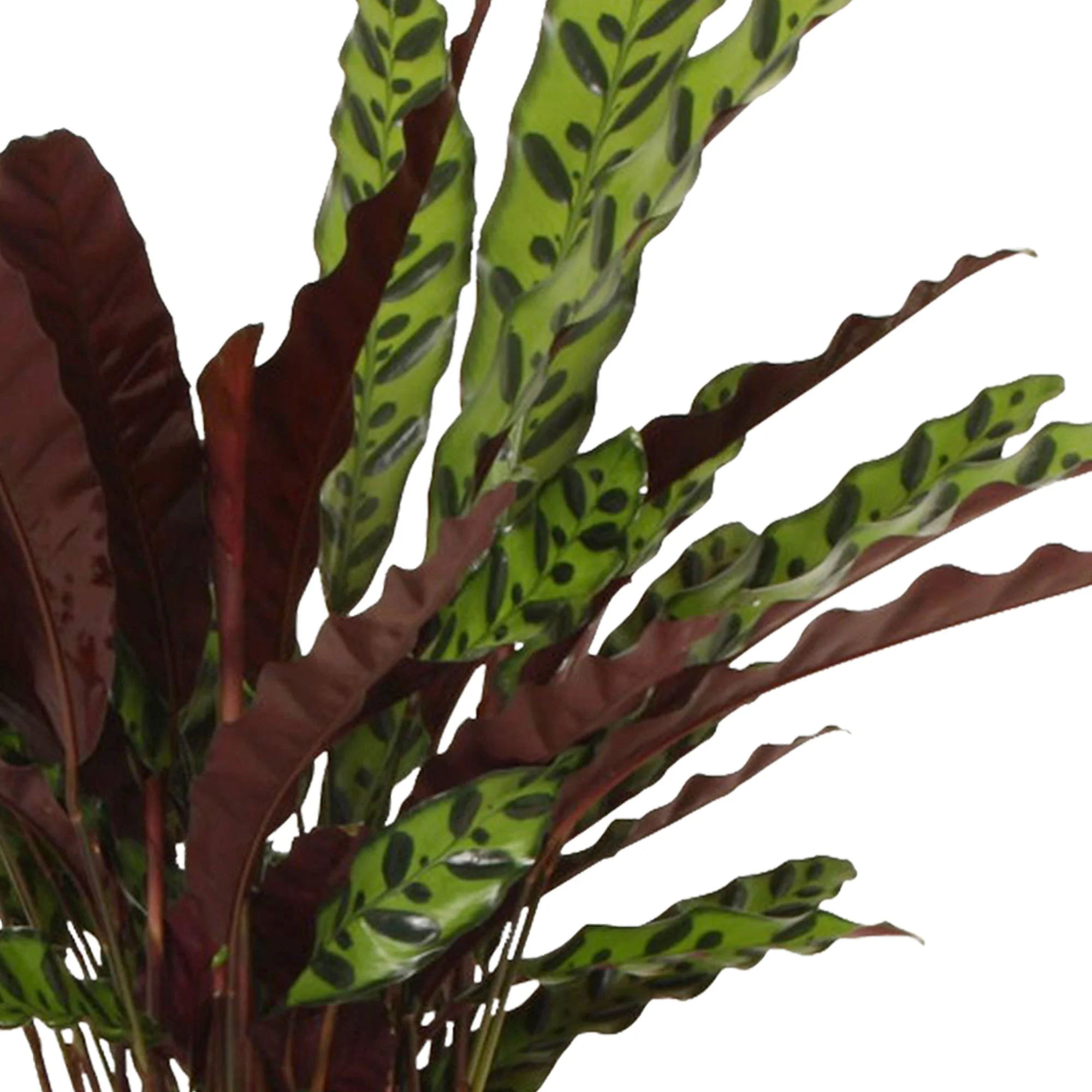 Calathea lancifolia 'Insigne' - Image 3