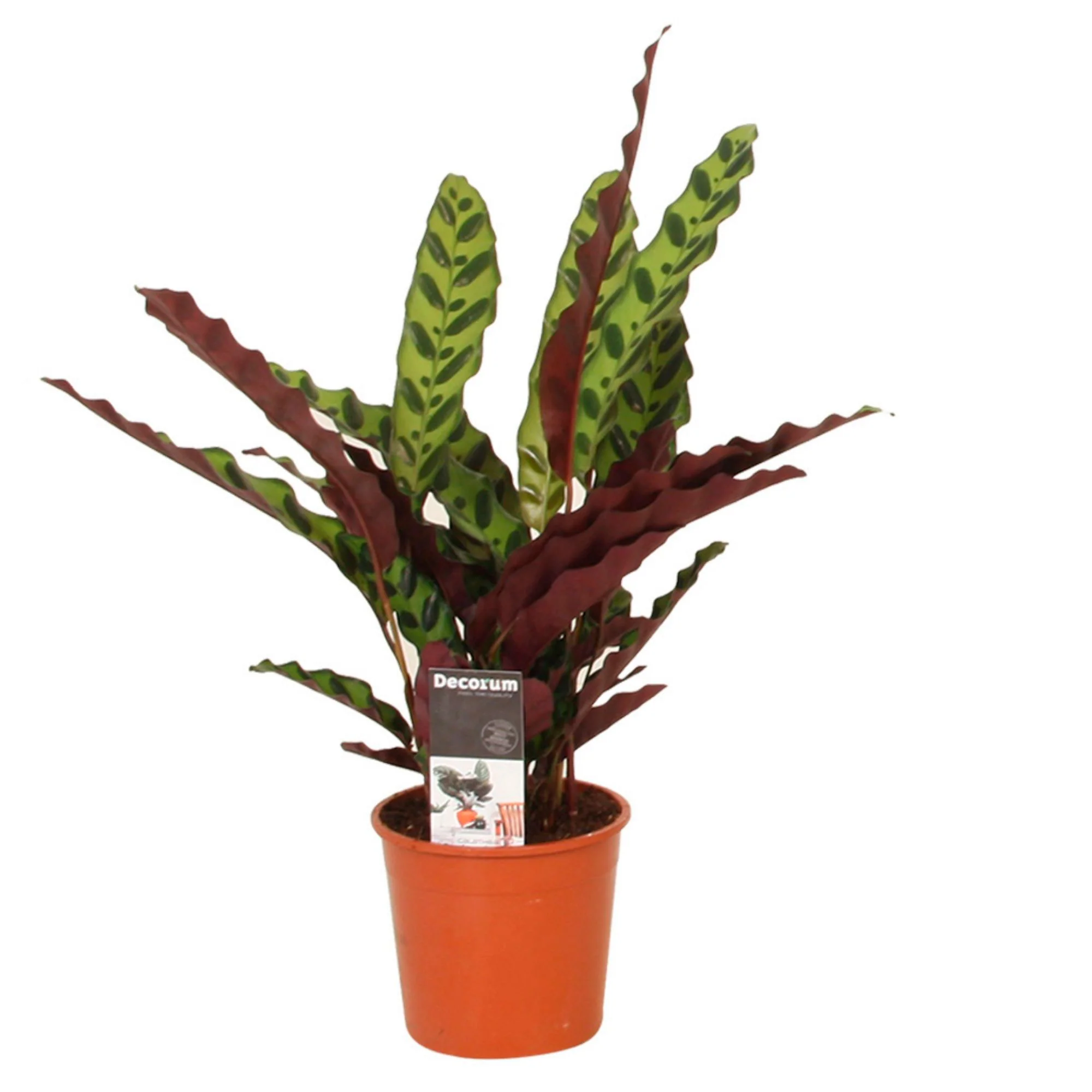 Calathea lancifolia 'Insigne' - Image 4