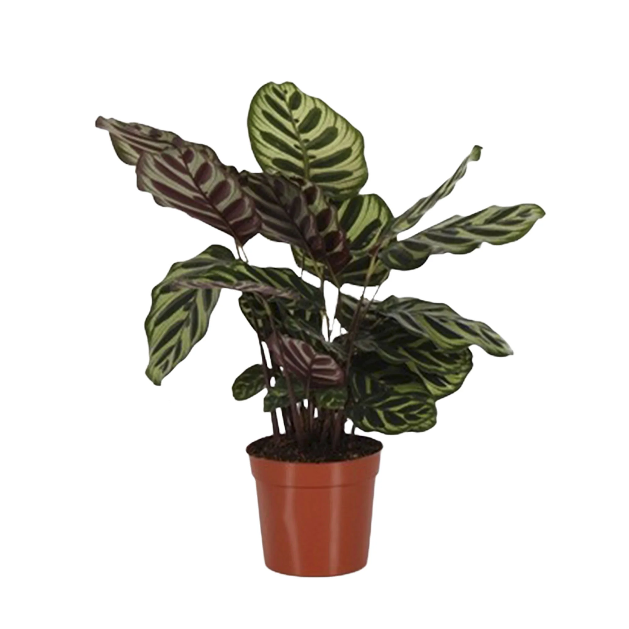 Calathea  makoyana - Image 4