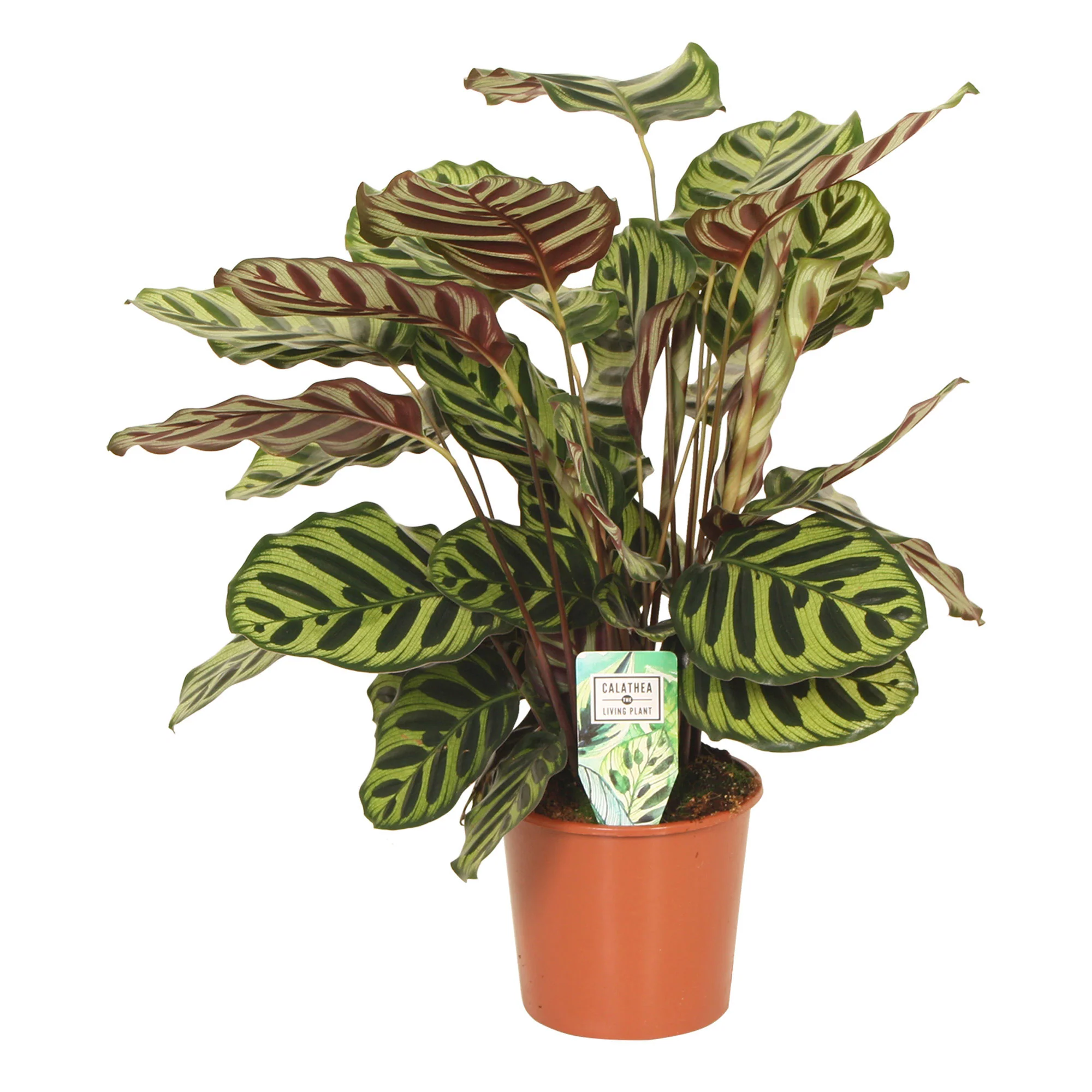 Calathea  makoyana - Image 5