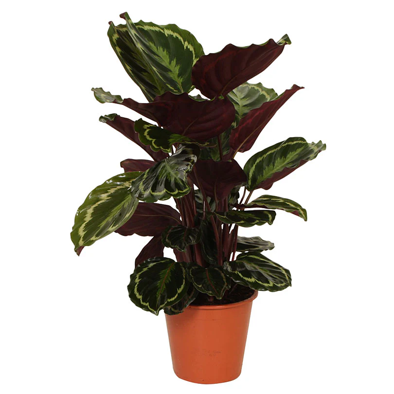 Calathea 'Medaillon' XL - Image 4