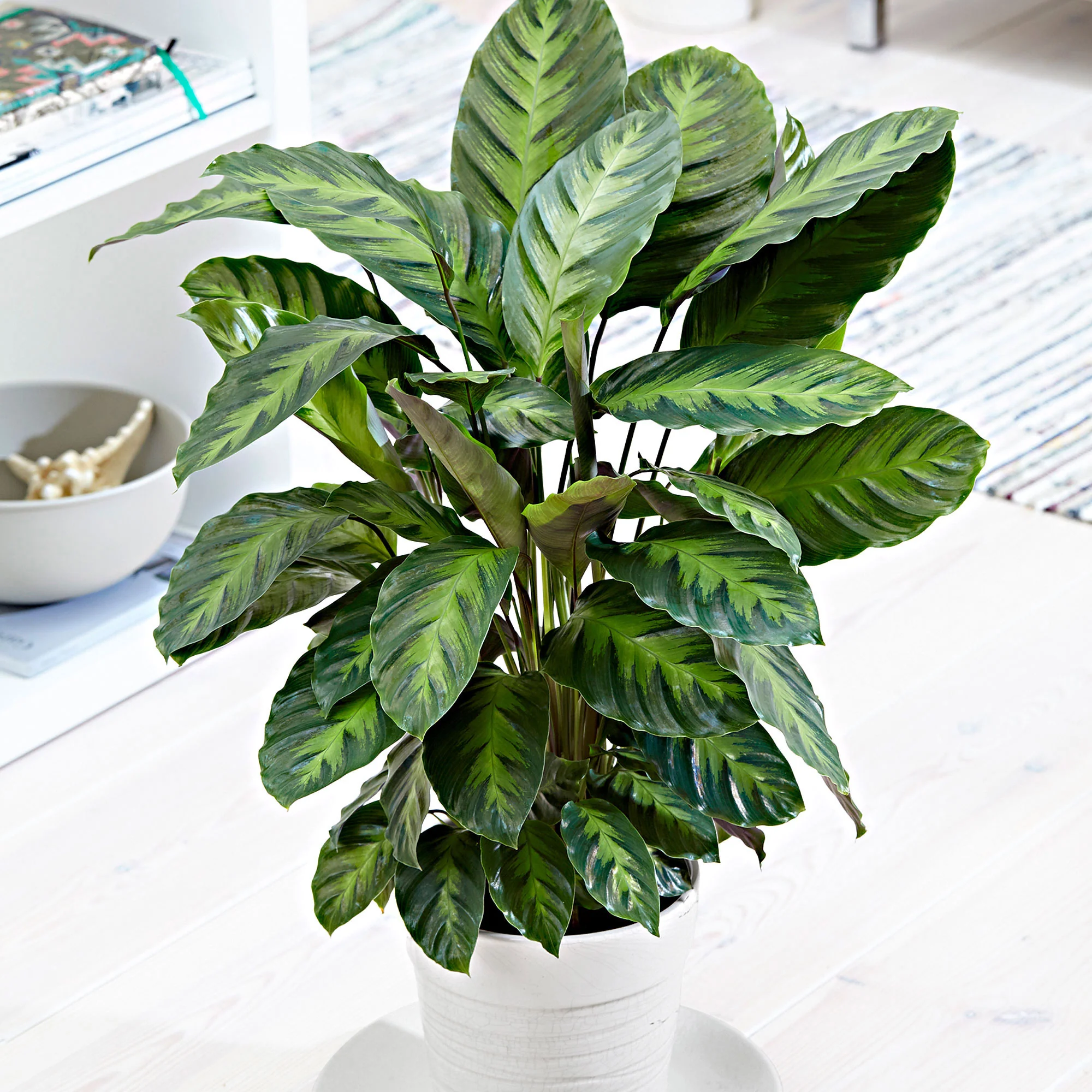 Calathea 'Misto'