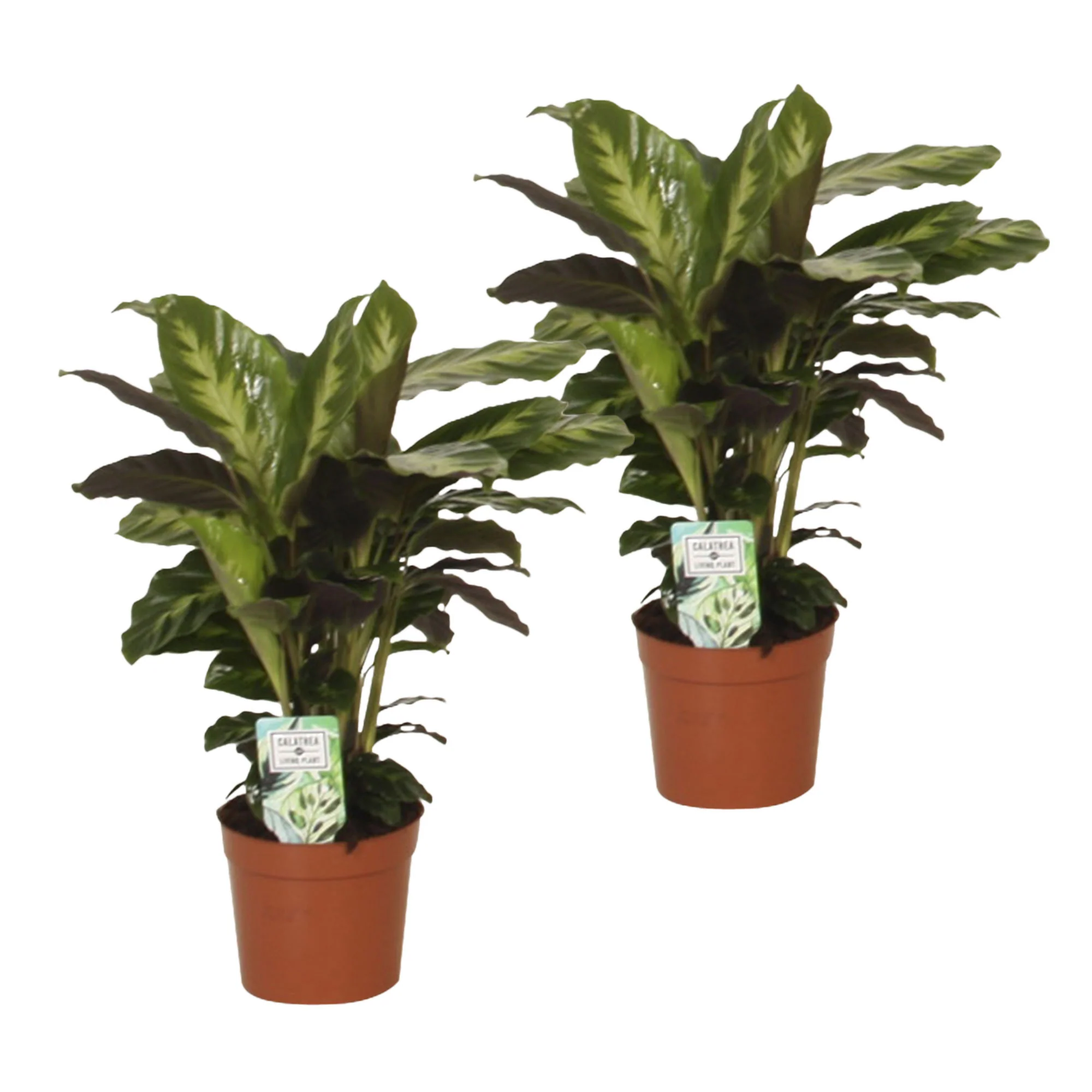 Calathea 'Misto' - Image 4