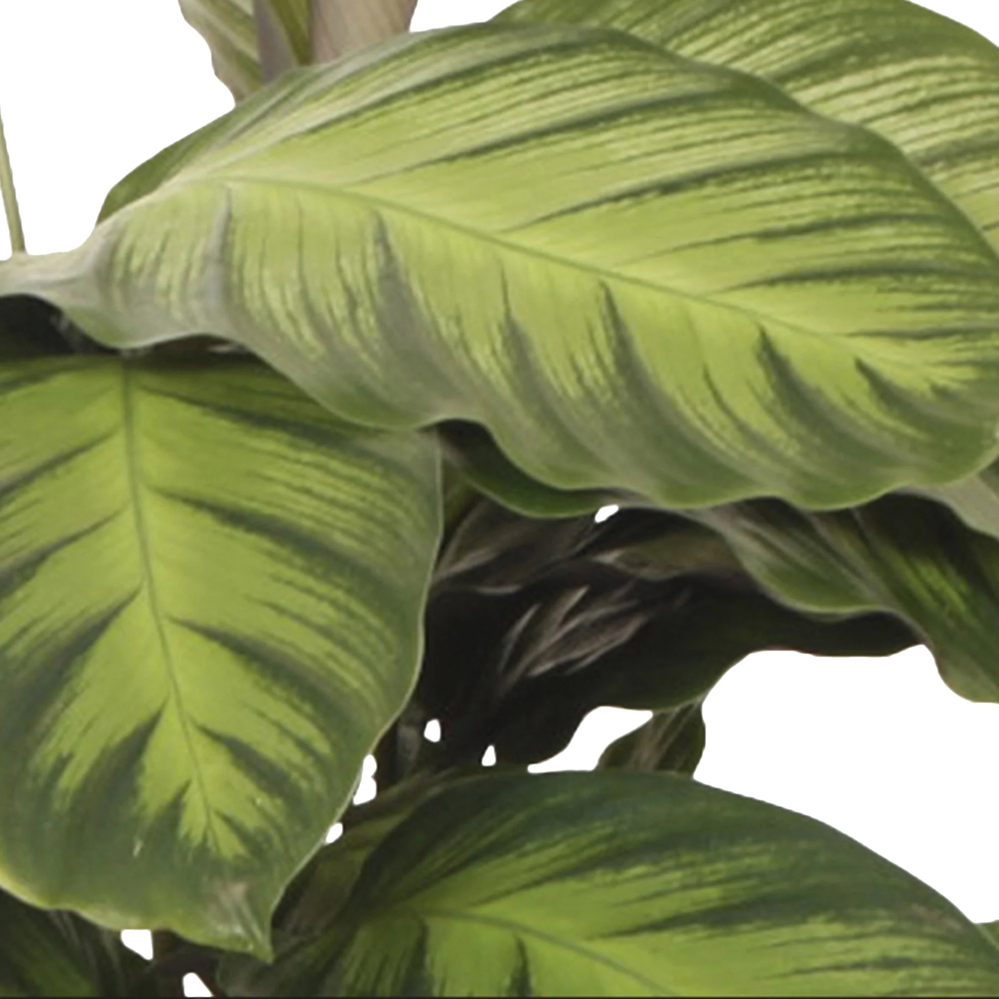 Calathea 'Misto' - Image 3
