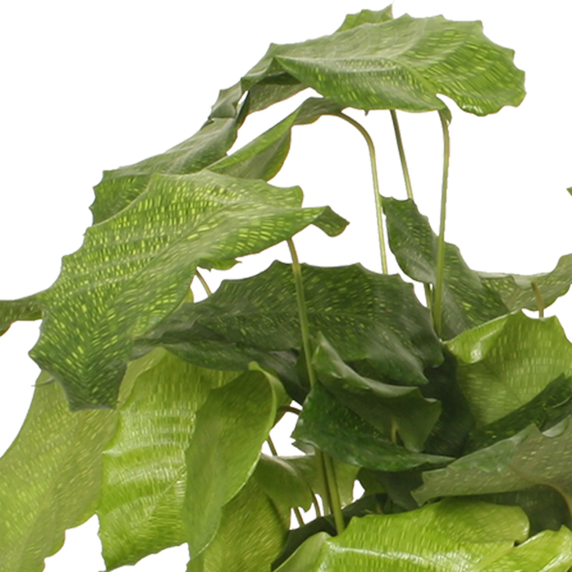 Calathea 'Network' - Image 3