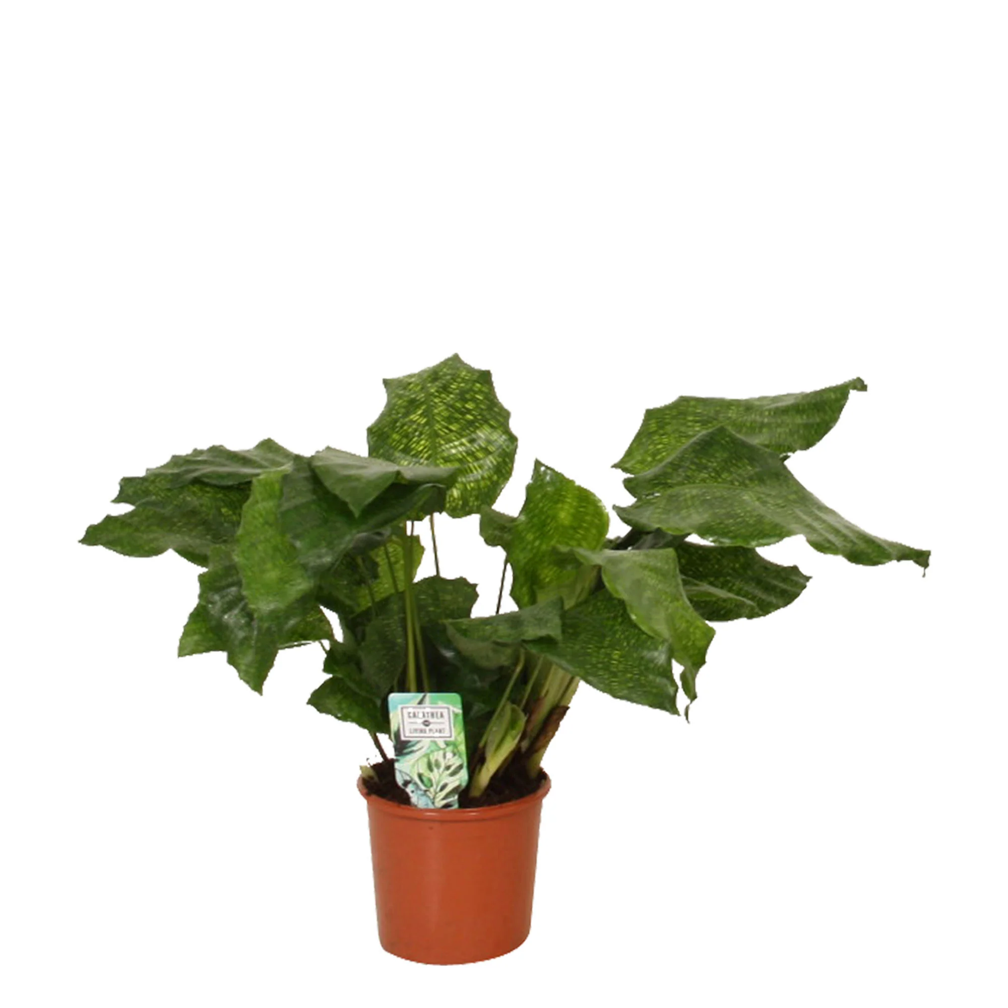 Calathea 'Network' - Image 4