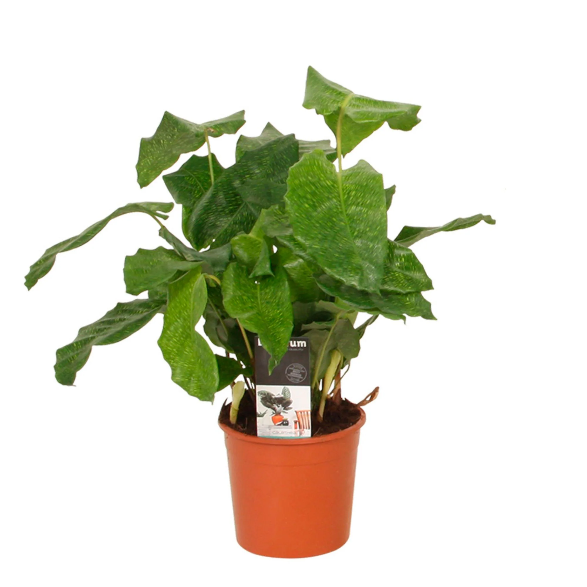 Calathea 'Network' - Image 5