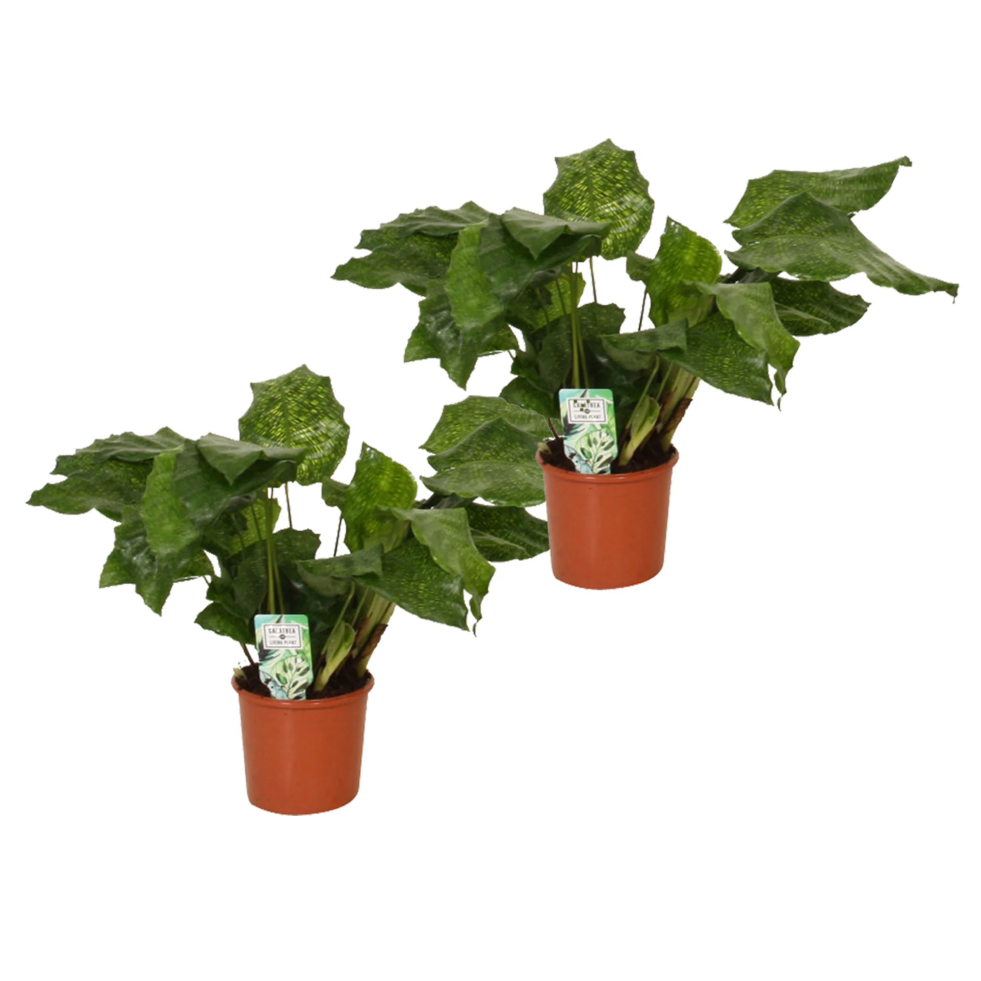 Calathea 'Network' - Image 6