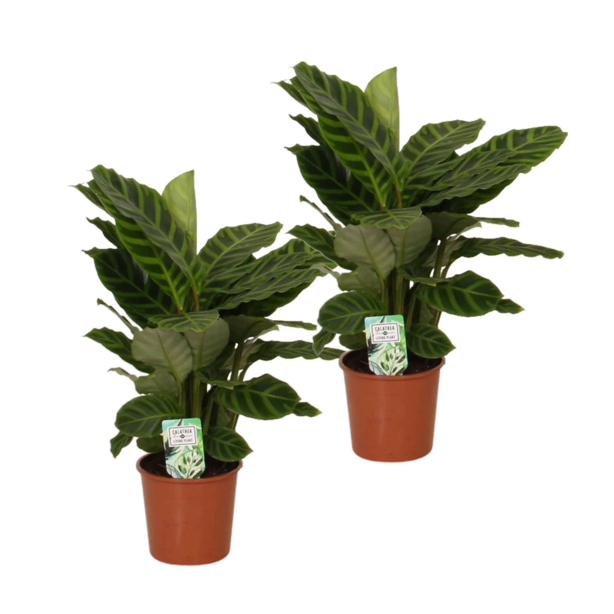 Calathea zebrina - Image 5