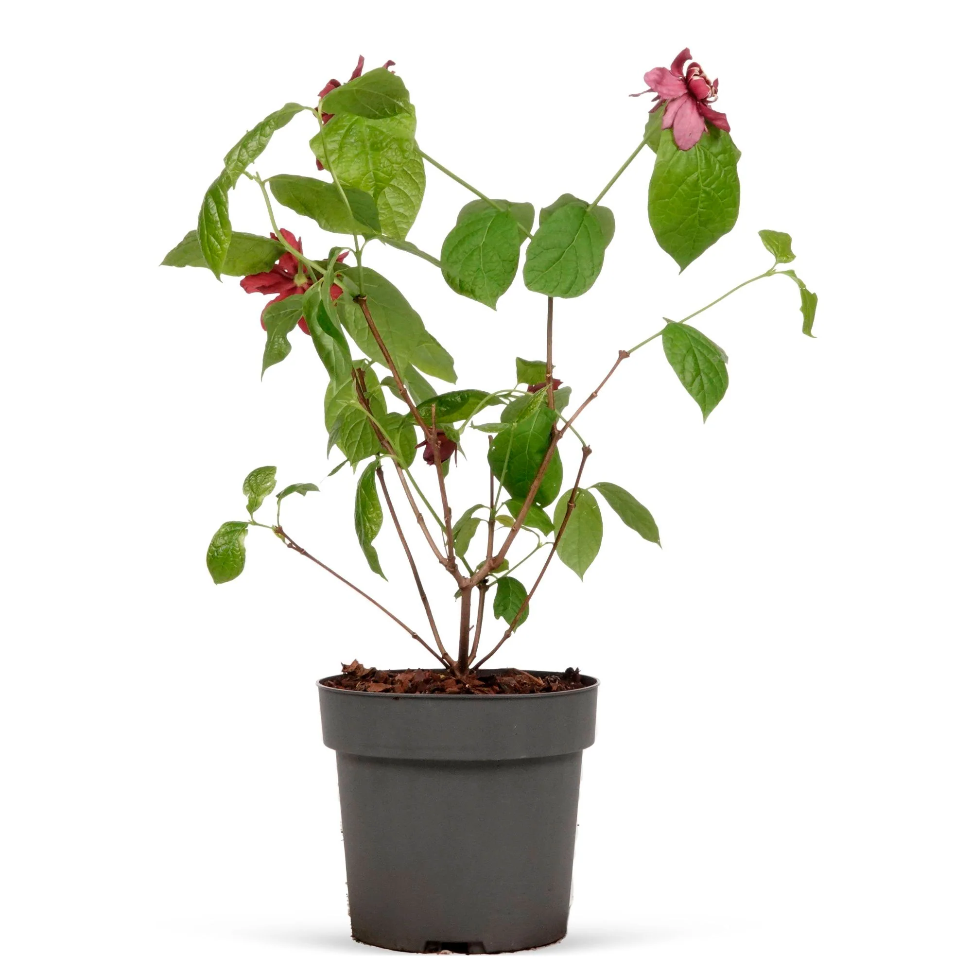 Calycanthus 'Hartlage Wine' rouge - Image 4