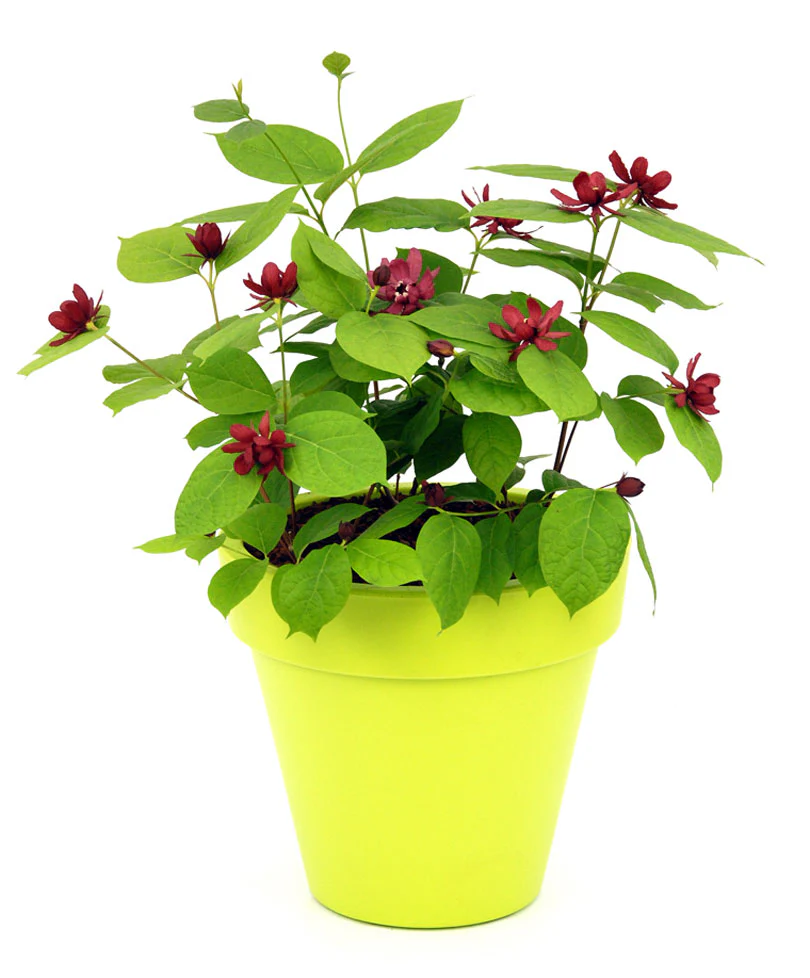 Calycanthus 'Hartlage Wine' rouge - Image 5