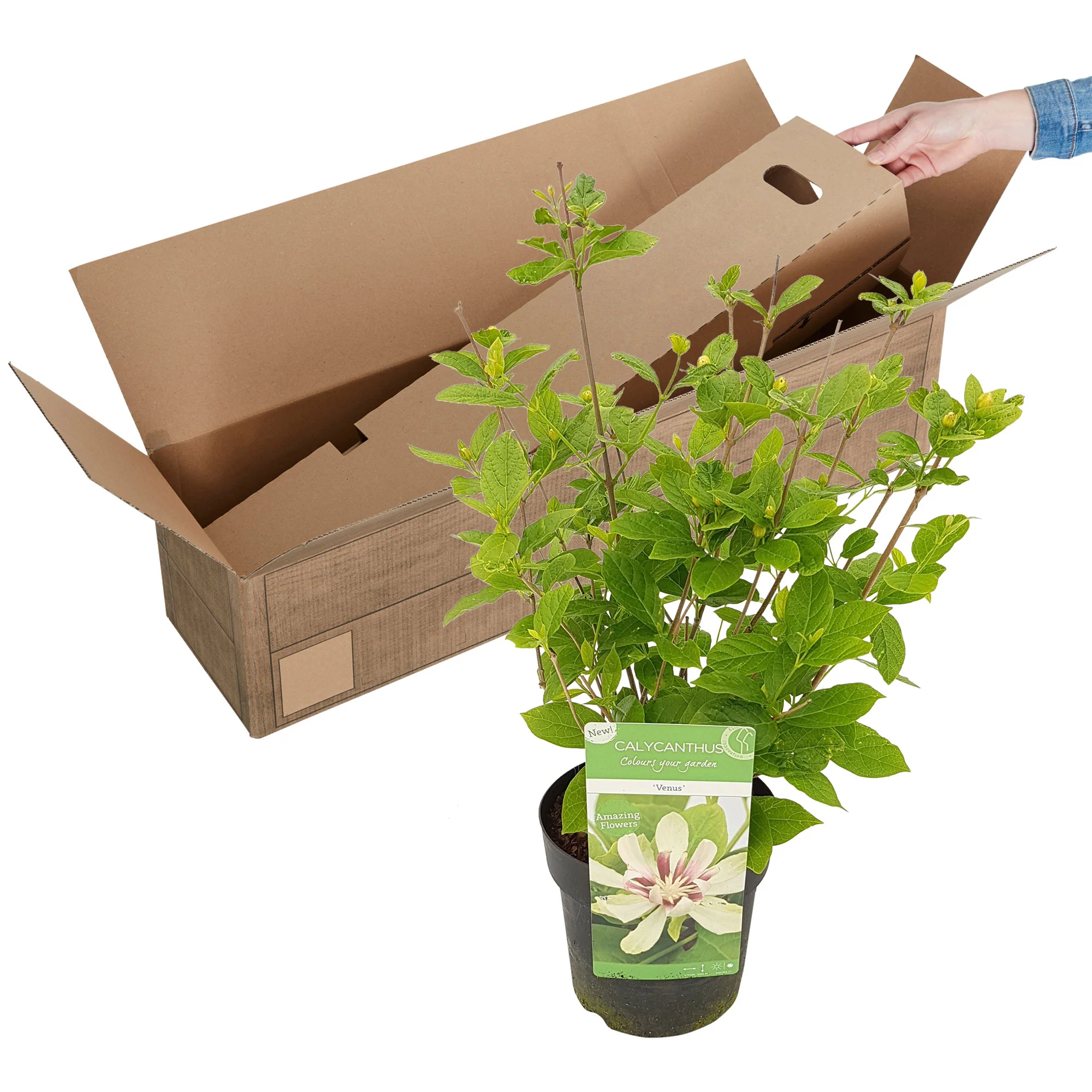Calycanthus 'Venus' vert-blanc-jaune - Image 3