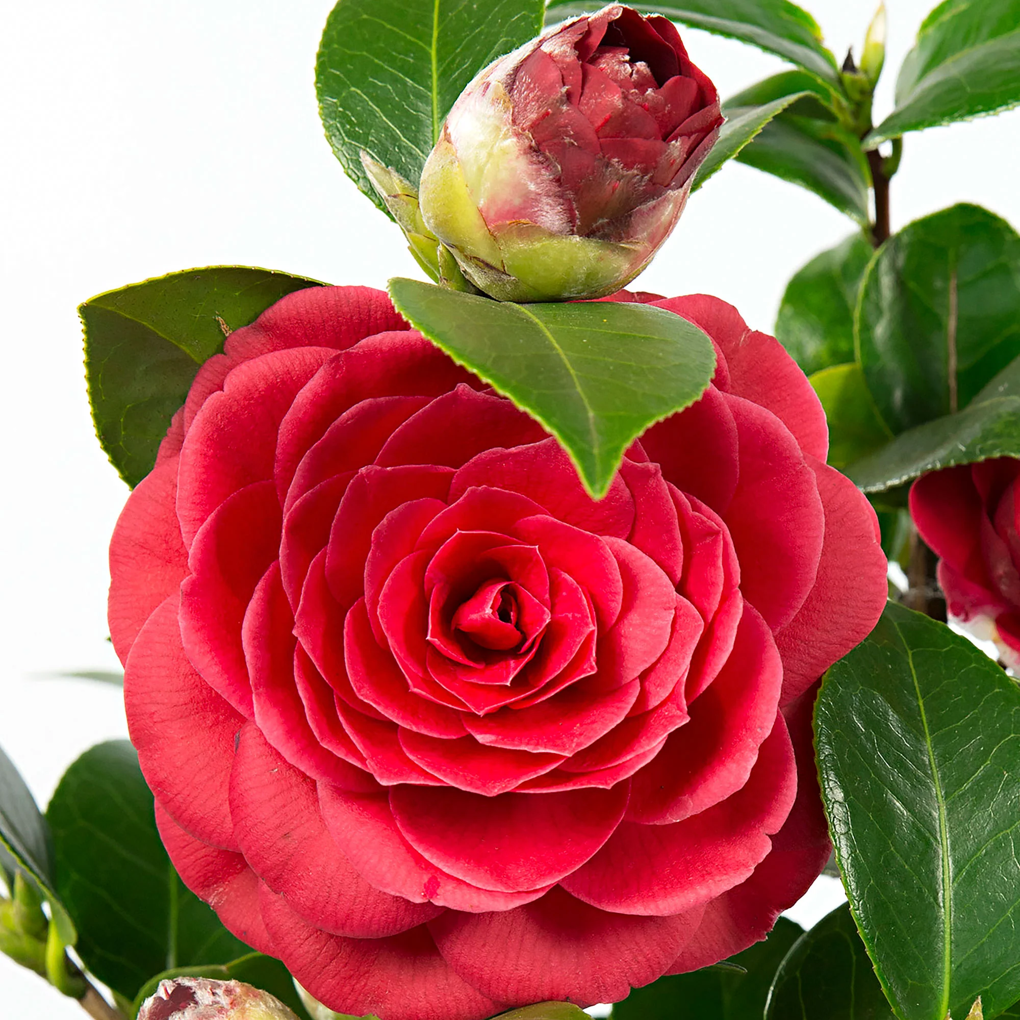 Camélia Camellia japonica 'Black Lace' rouge - Image 3