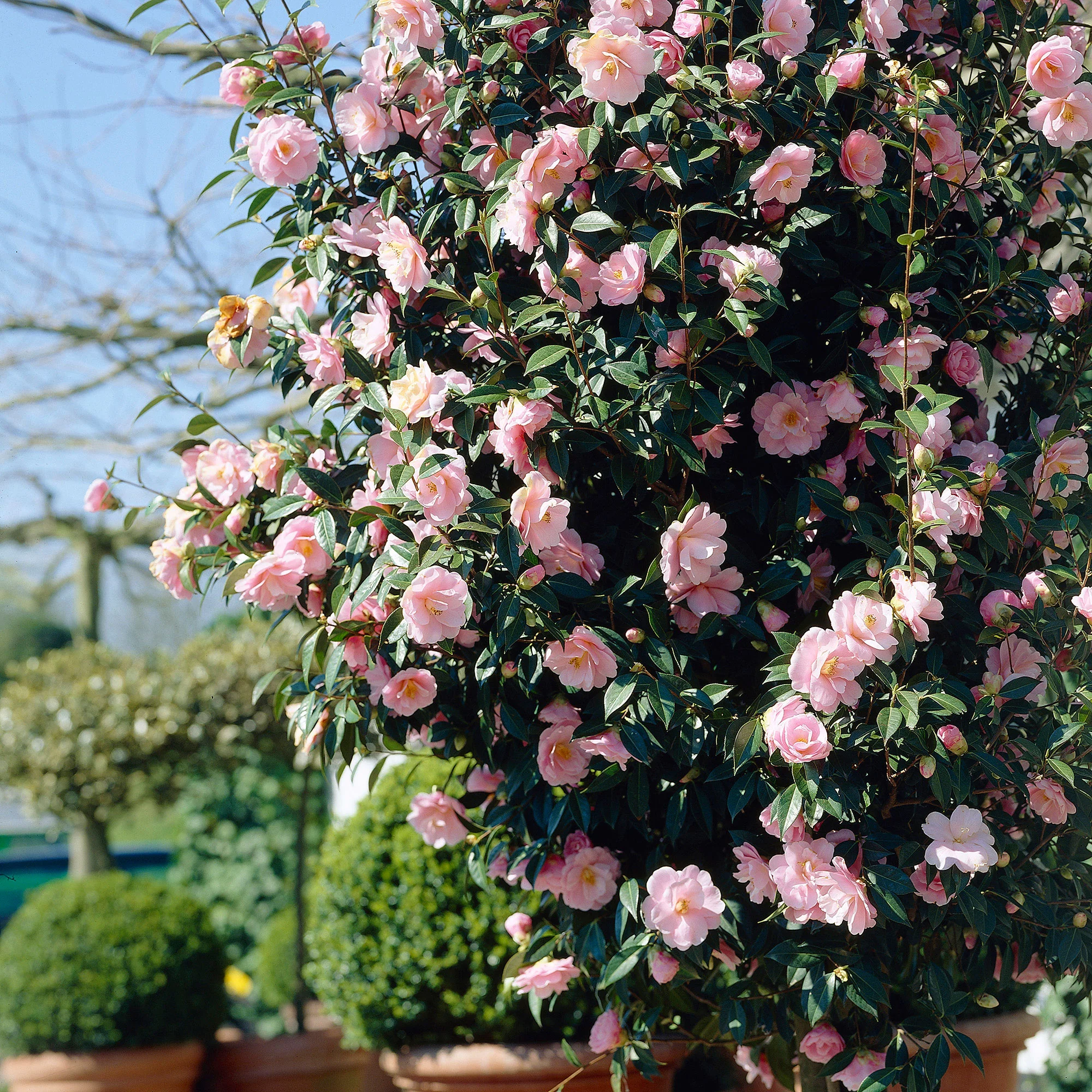 Camélia Camellia japonica 'Bonomiana' rose - Image 2