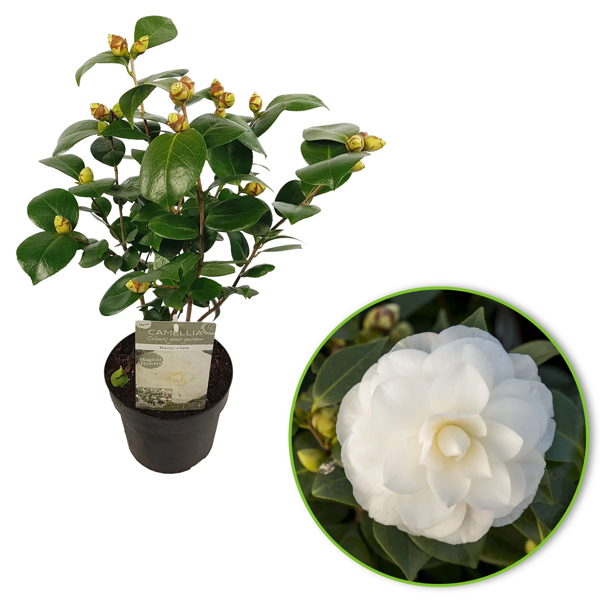 Camélia Camellia japonica 'Nuccio’s Gem' blanc - Image 5