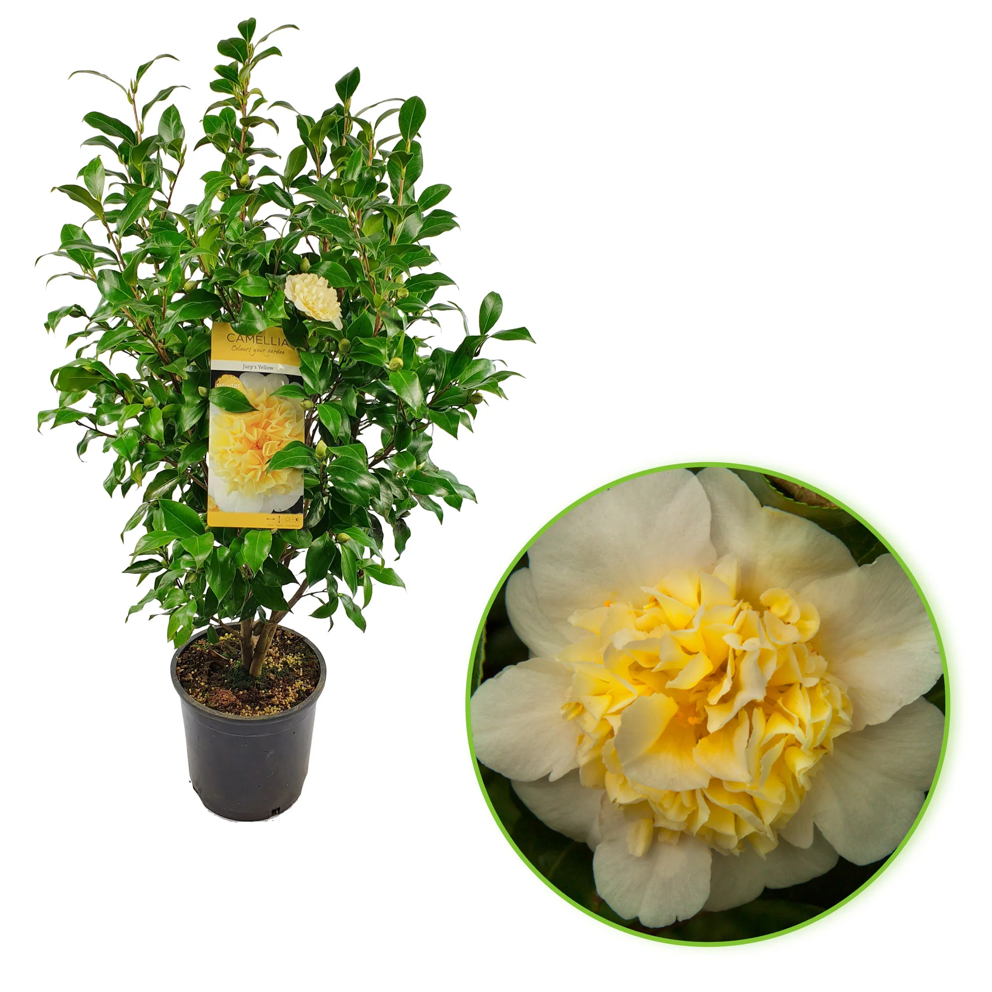 Camélia Camellia x Williamsii 'Jury’s Yellow' jaune - Image 4