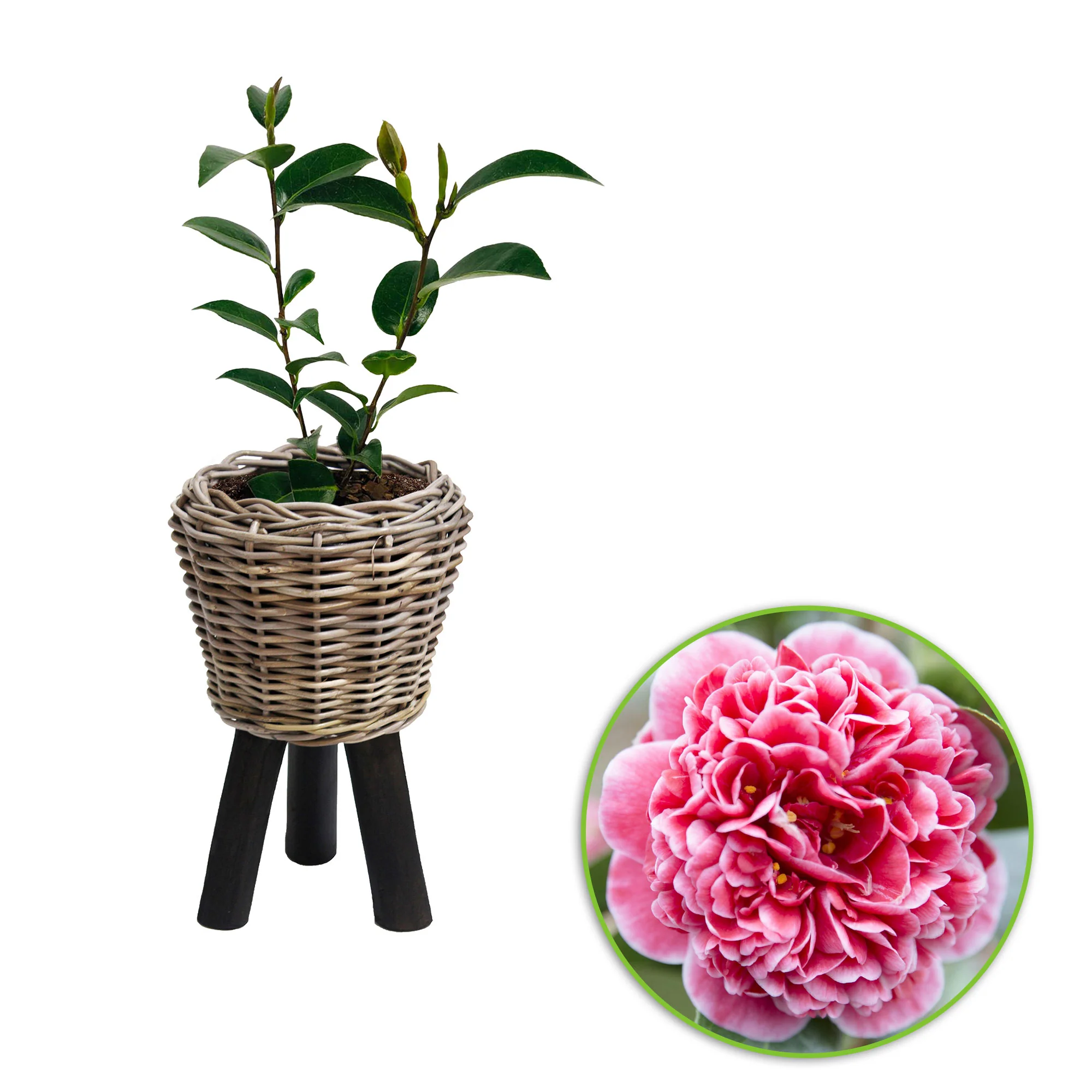 Camélia Camellia x Williamsii 'Volunteer' rose avec cache-pot