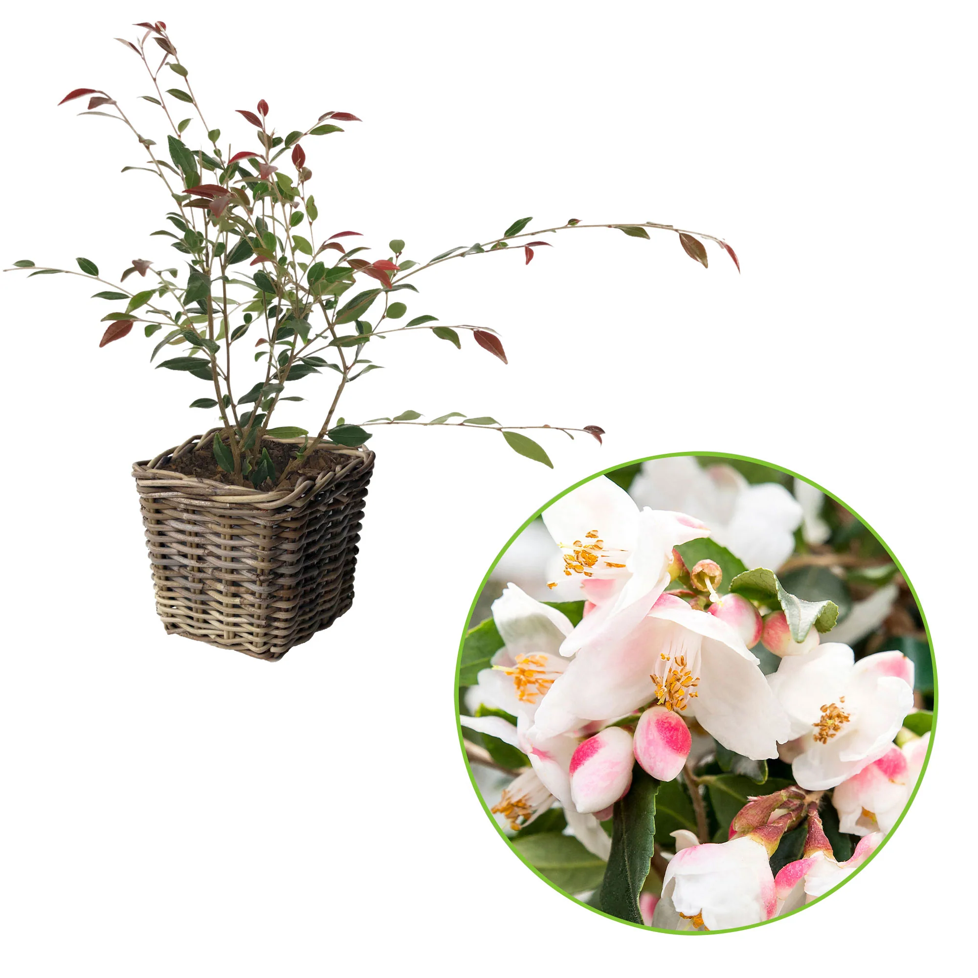 Camellia 'Cupido' blanc incl. panier - Image 5
