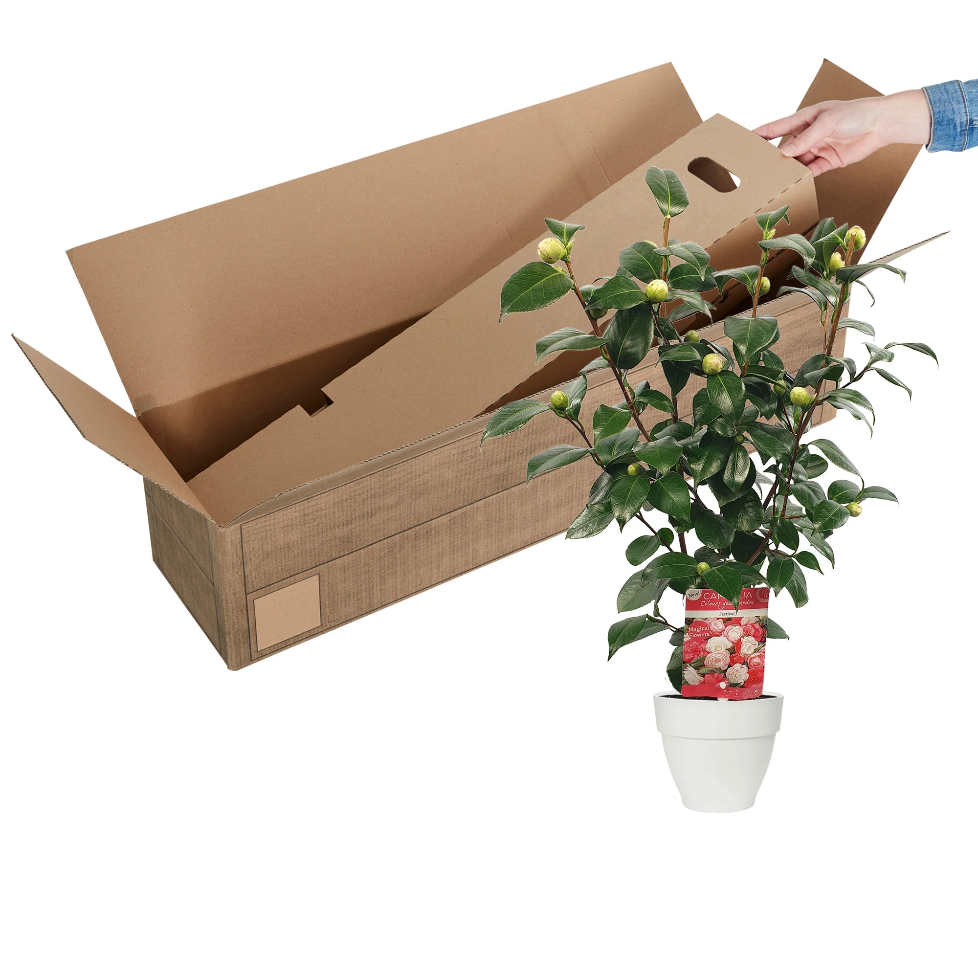 Camellia 'Festival' blanc-rose-rouge incl. cache-pot - Image 3