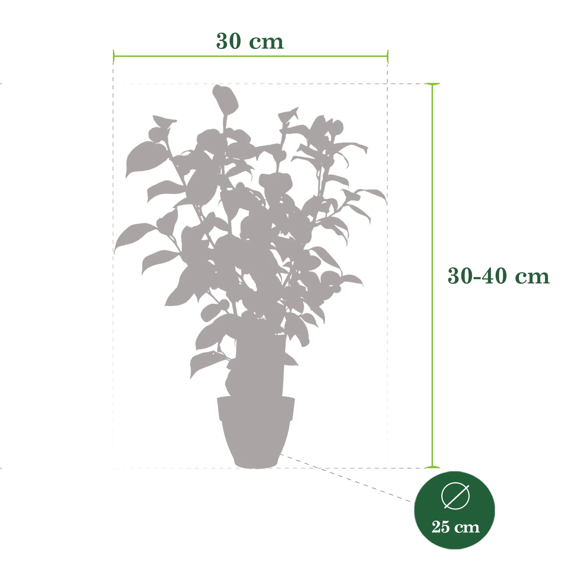 Camellia 'Festival' blanc-rose-rouge incl. cache-pot - Image 4