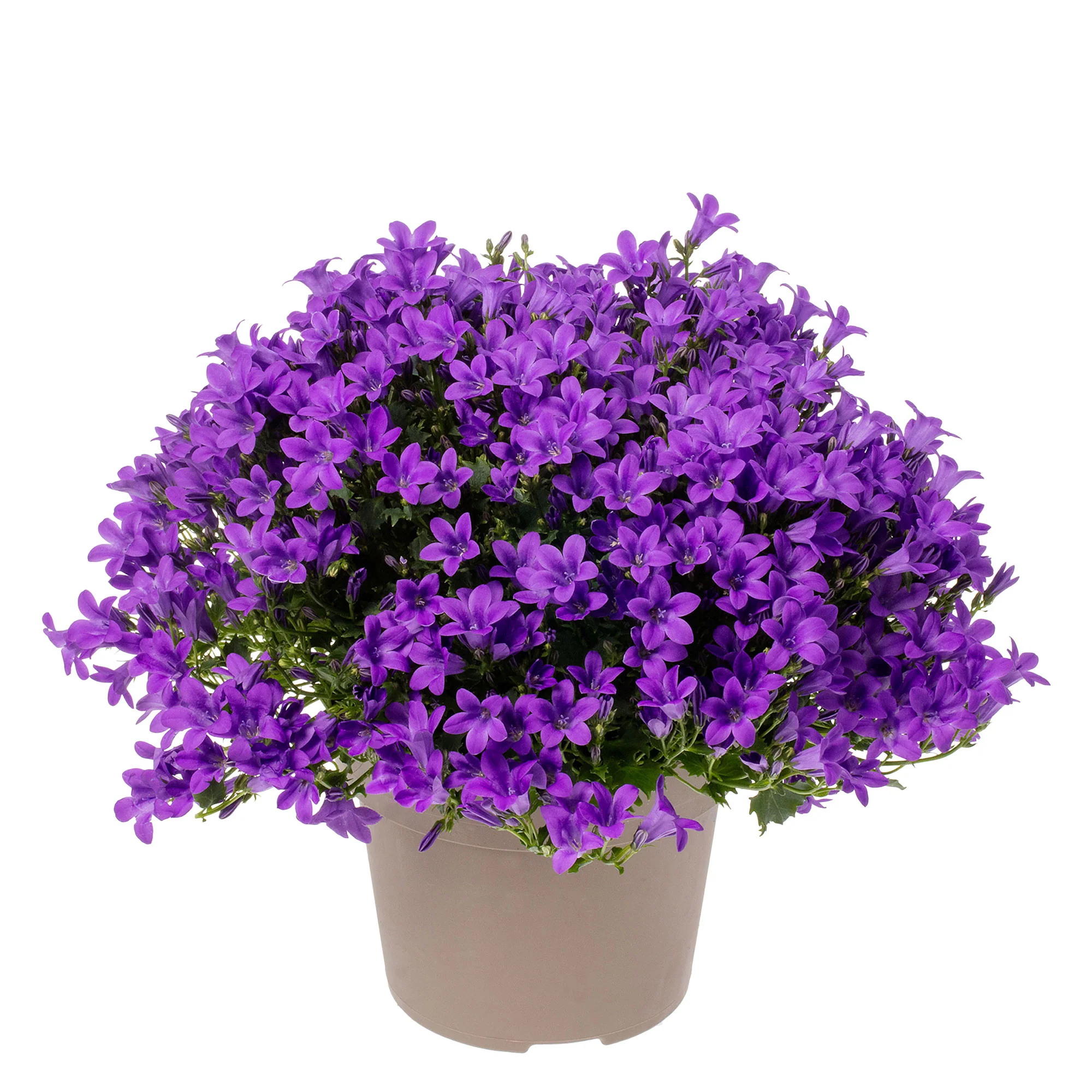 Campanula 'Adansa Purple' Violet - Image 4