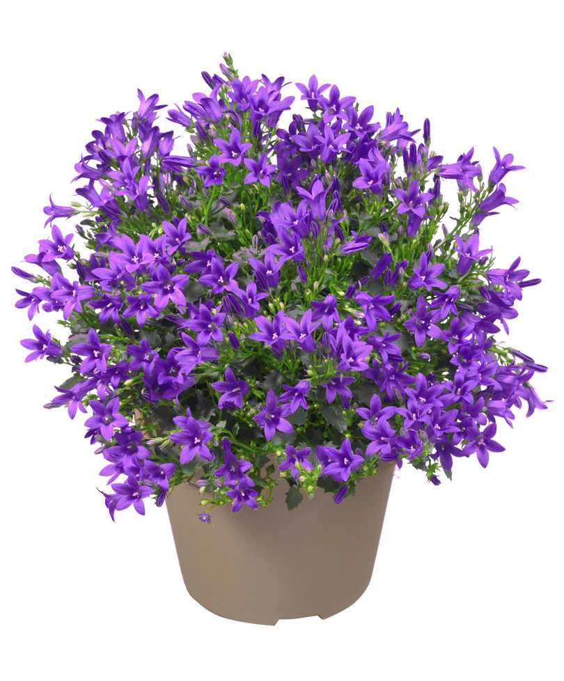 Campanule Campanula 'Lavender' – rustique 'Lavender' Violet - Image 4