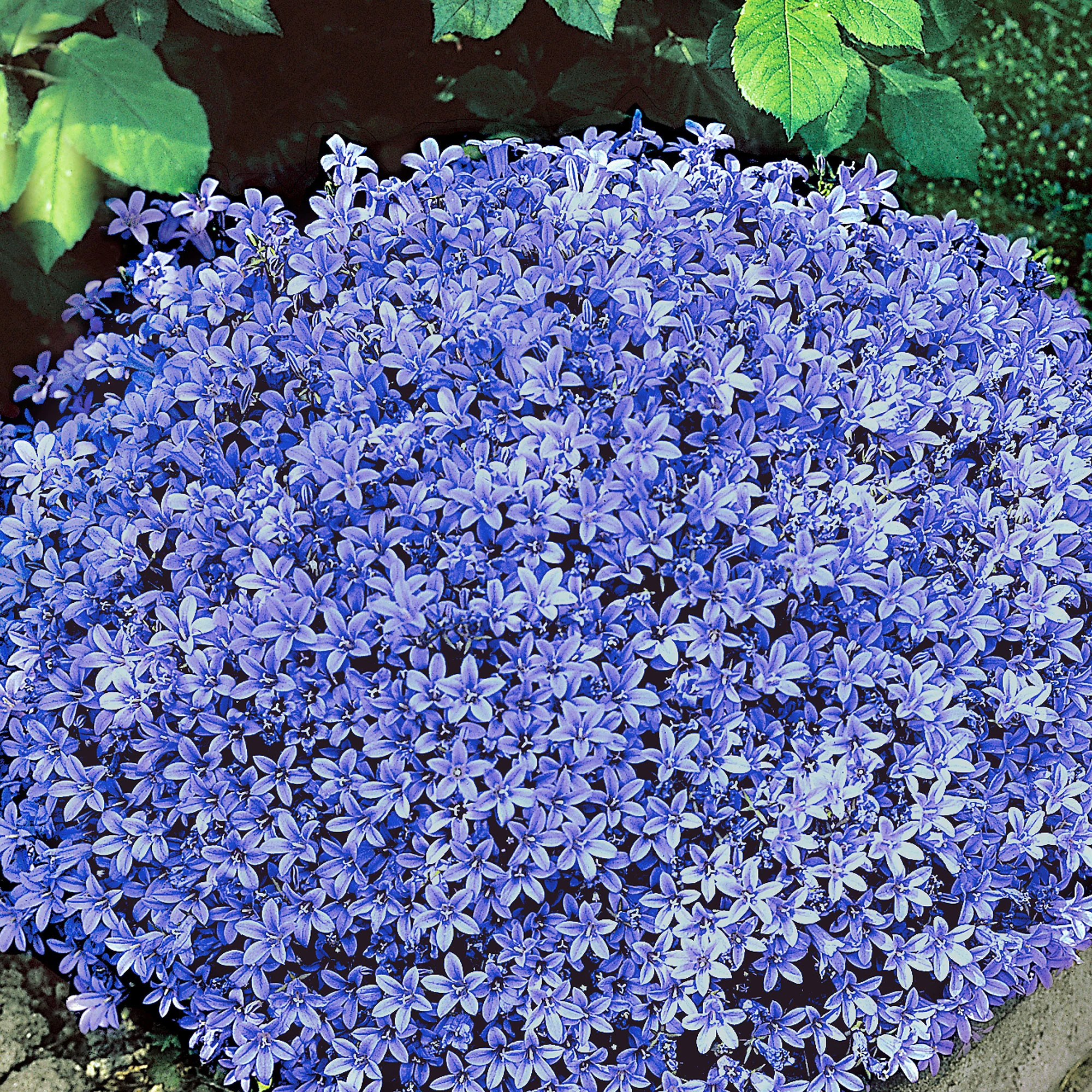 Campanule des Carpates Campanula bleu - Image 2
