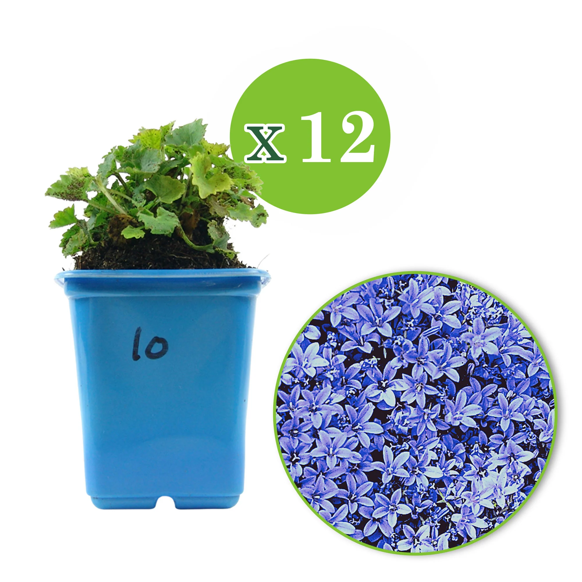 Campanule des Carpates Campanula bleu - Image 4