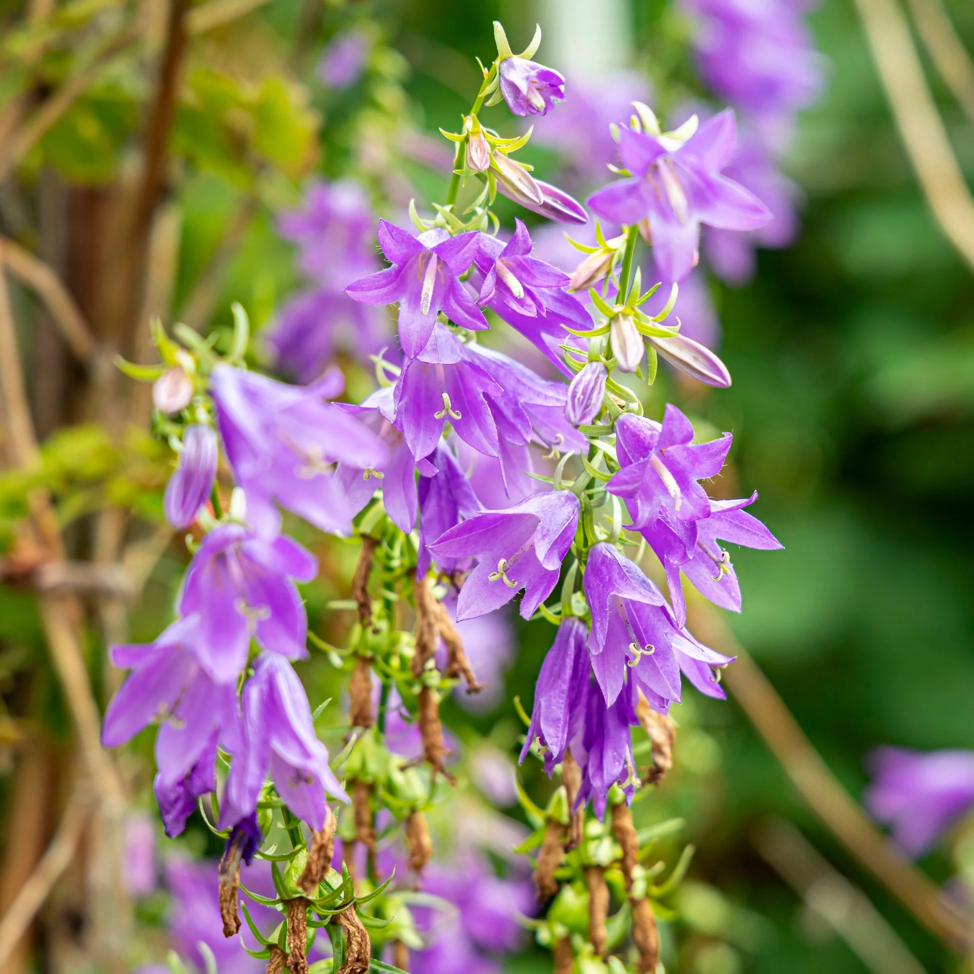 Campanule gantelée Campanula trachelium rose Biologique - Image 2