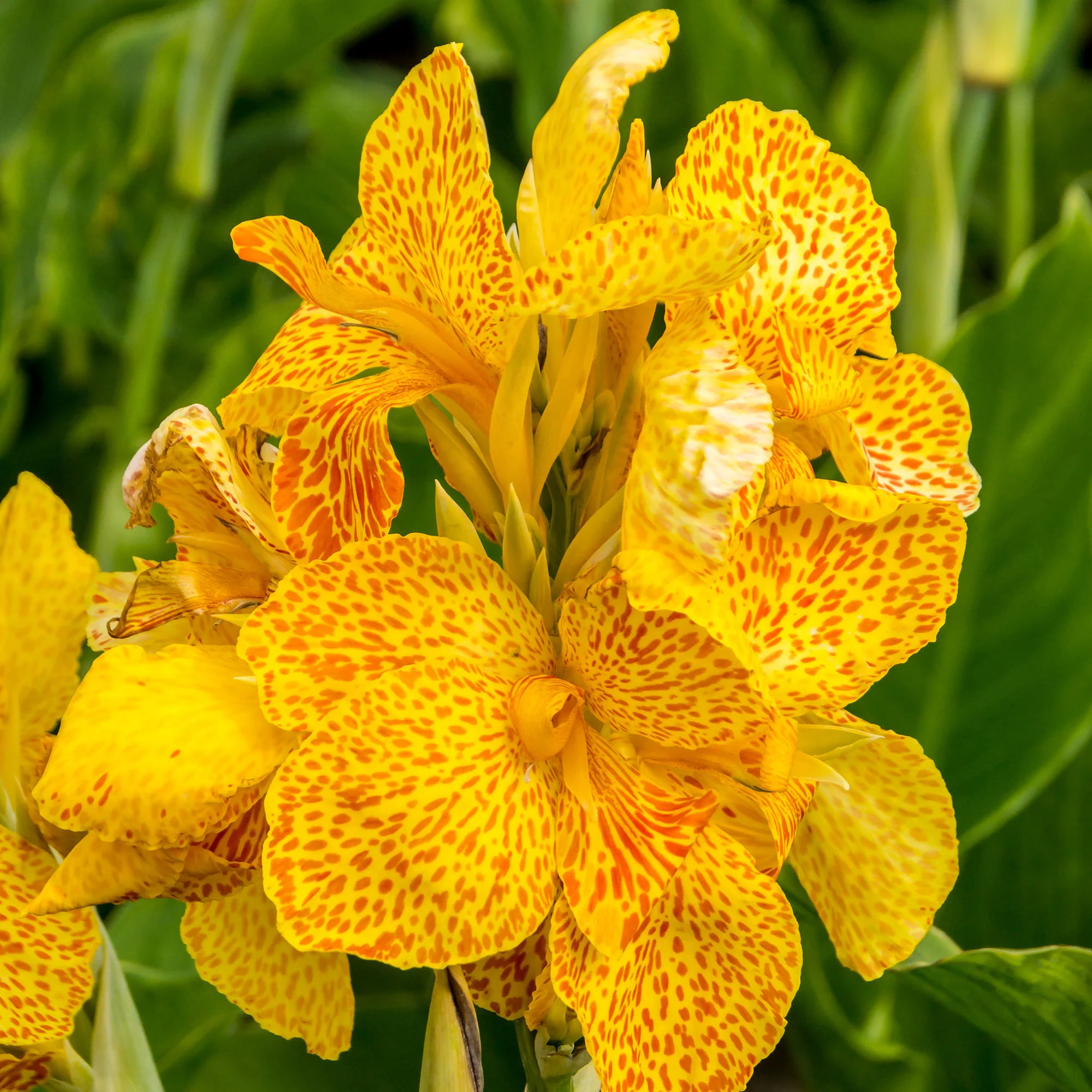 Canna d'Inde Canna 'Tropical Yellow' jaune