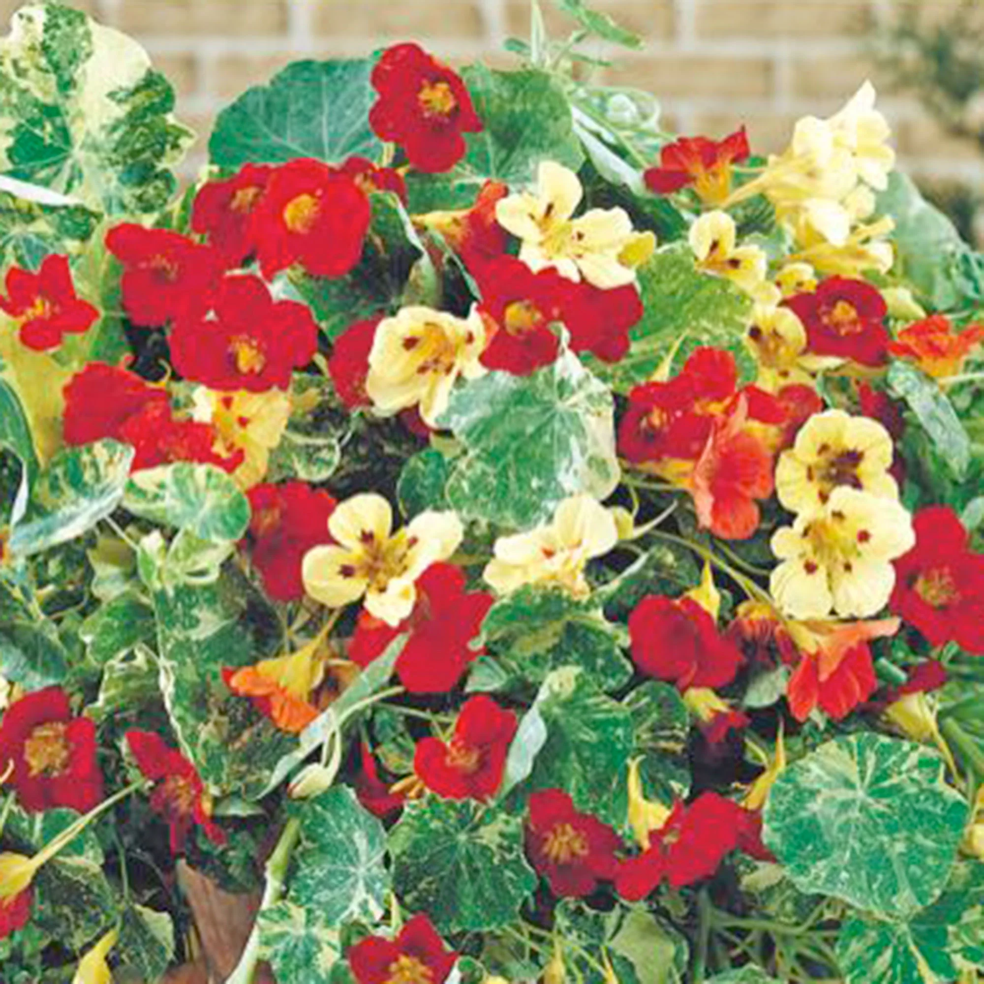 Capucine Tropaeolum 'Jewel of Africa' orangé 5 m² - Semences de fleurs