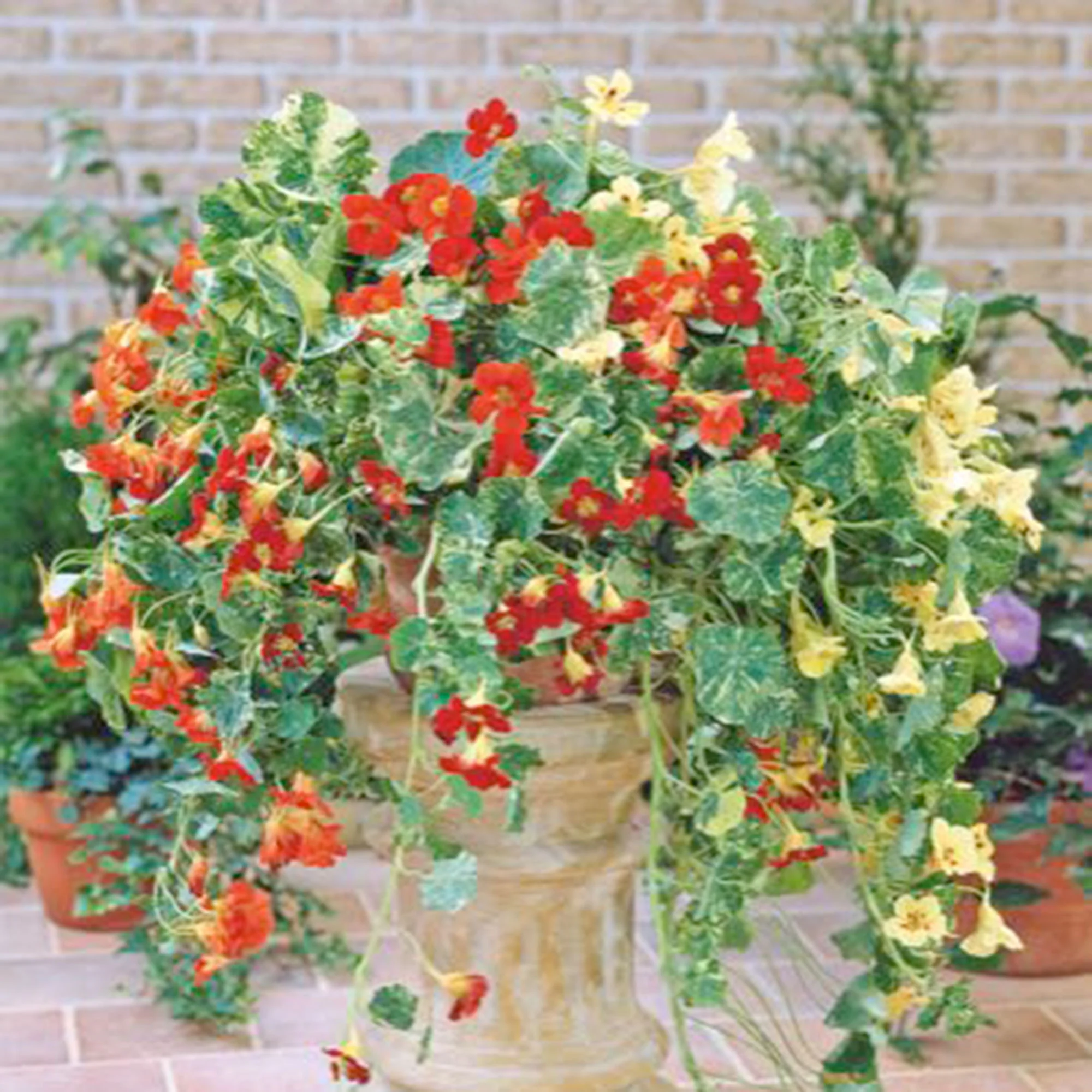 Capucine Tropaeolum 'Jewel of Africa' orangé 5 m² - Semences de fleurs - Image 2