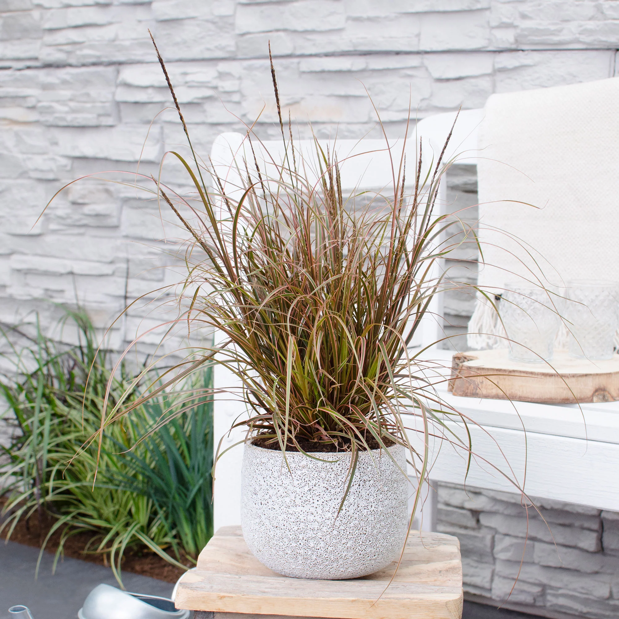 Carex rouge 'Everflame' rouge
