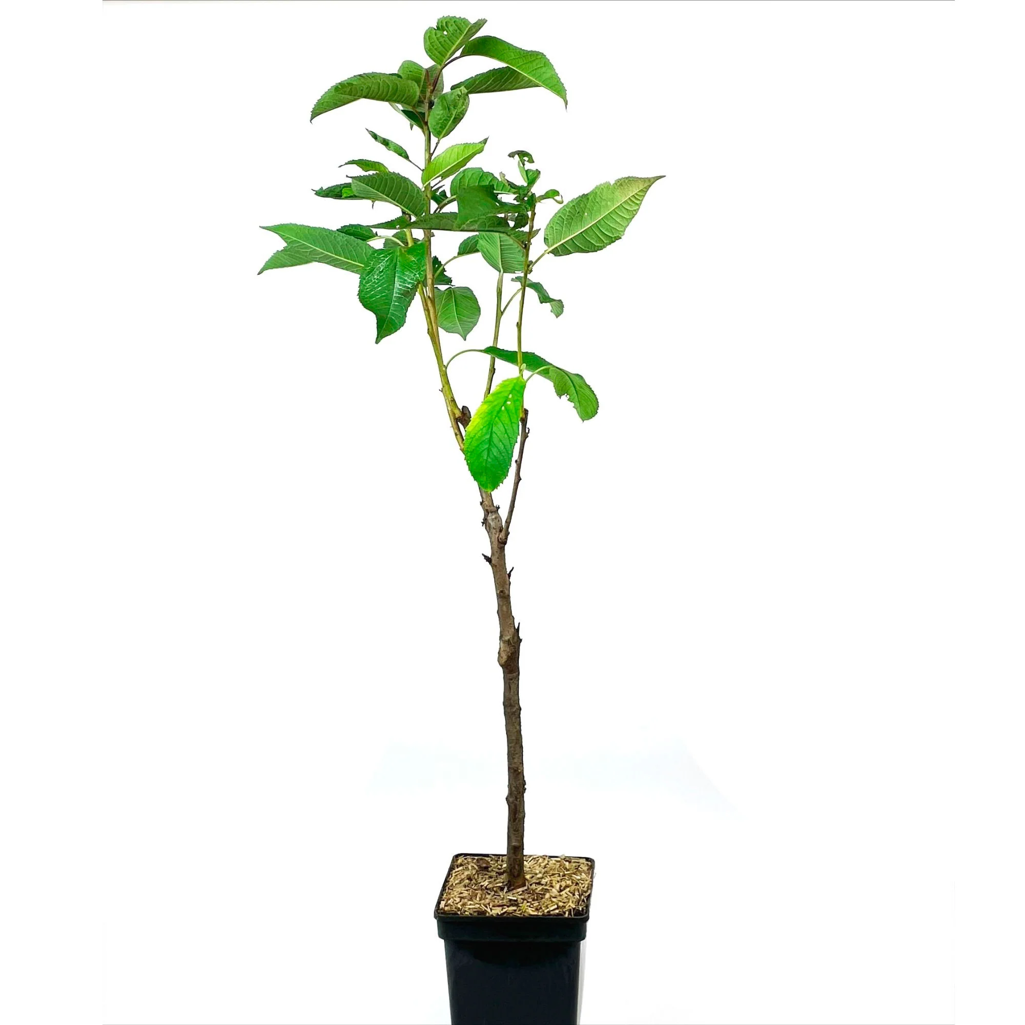 Cerisier colonne Prunus ‘Sylvia‘ - Image 3