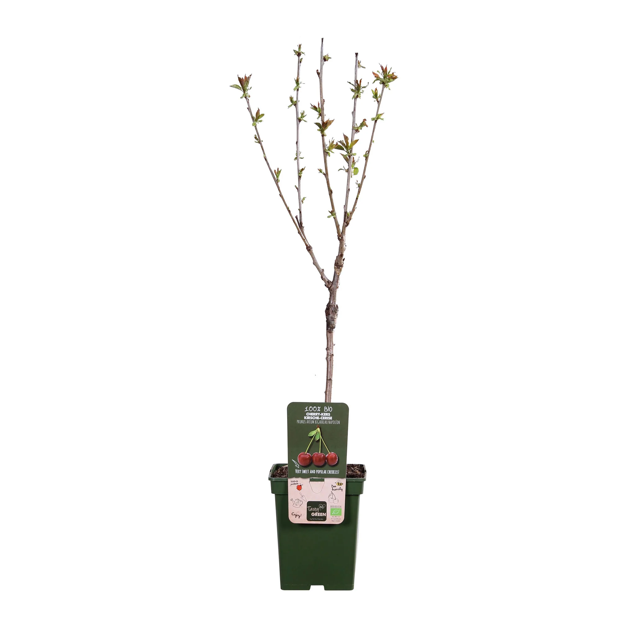 Cerisier nain Prunus avium 'Bigarreau Napoléon' Vert-Rouge-Blanc - Bio - Image 4