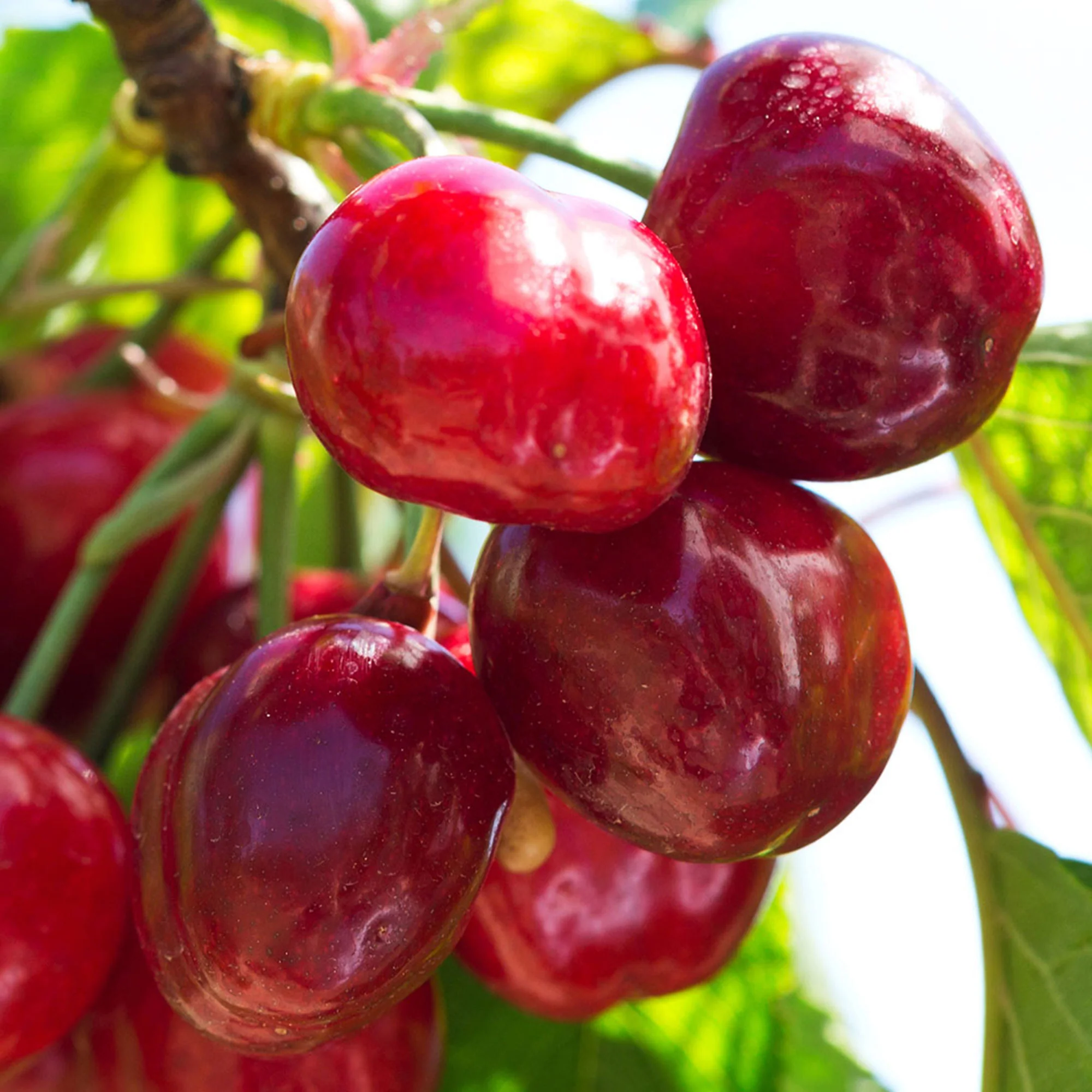 Cerisier nain Prunus avium 'Regina' Vert-Rouge-Blanc - Bio - Image 3