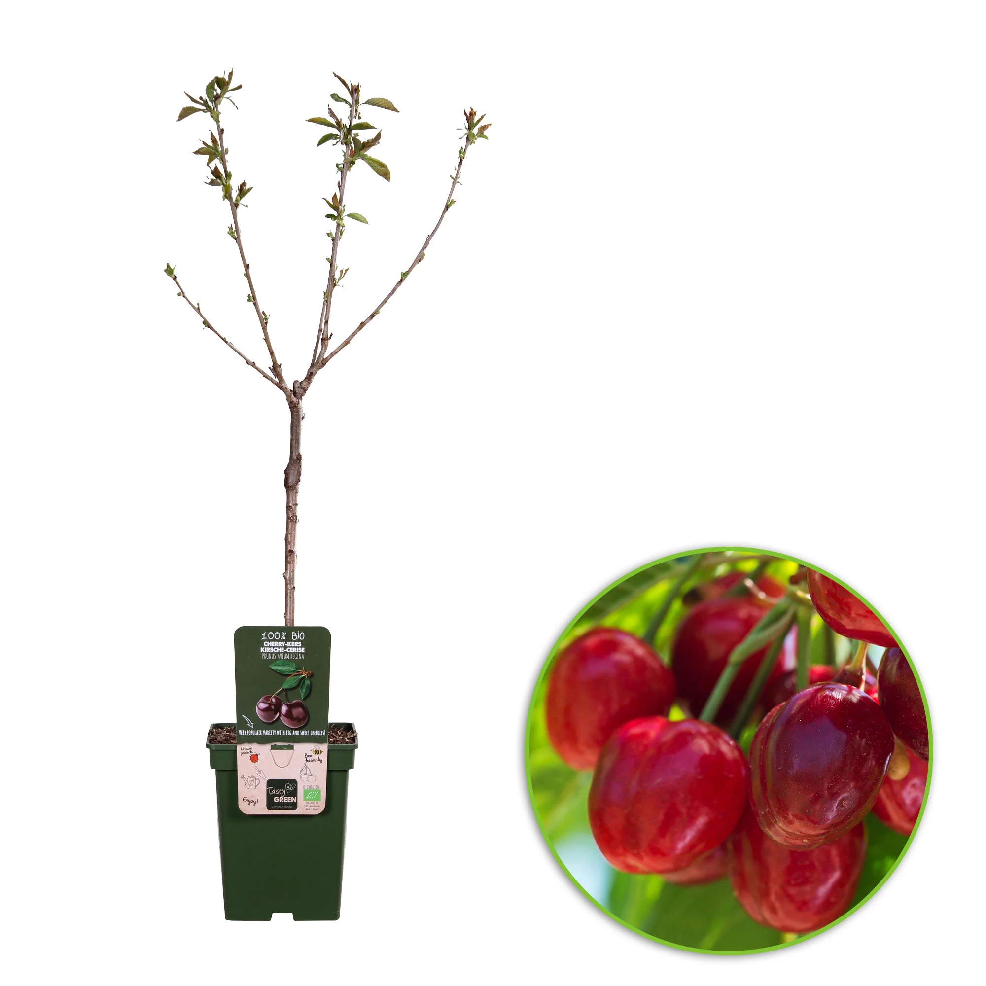 Cerisier nain Prunus avium 'Regina' Vert-Rouge-Blanc - Bio - Image 4