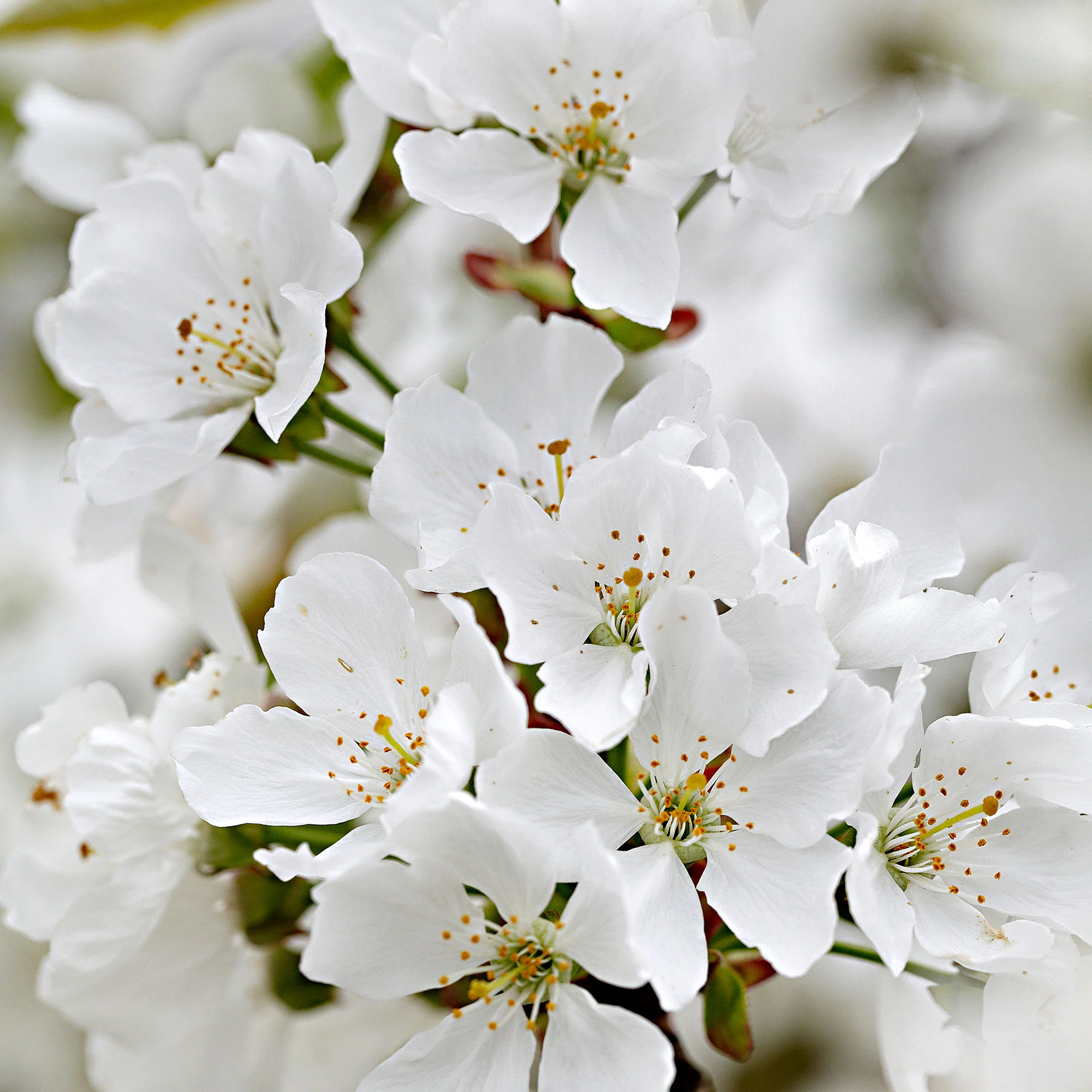 Cerisier nain Prunus 'Musketiers Athos'® - Image 3
