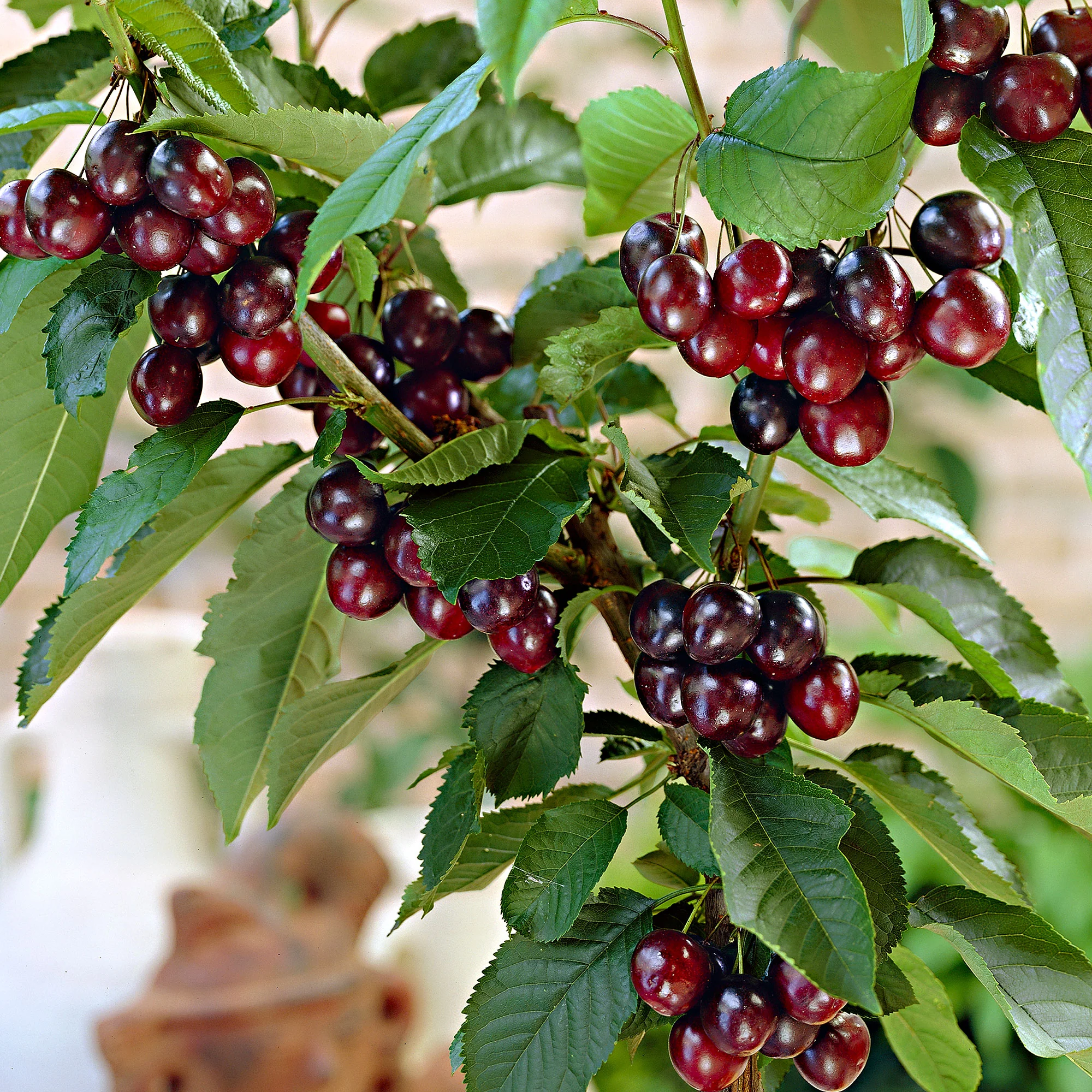 Cerisier nain Prunus 'Musketiers Athos'® - Image 4