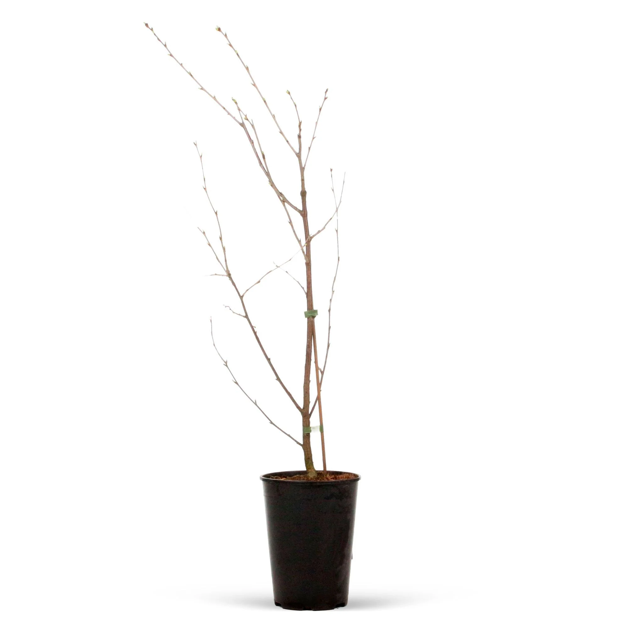 Cerisier nain Prunus 'Musketiers Athos'® - Image 5