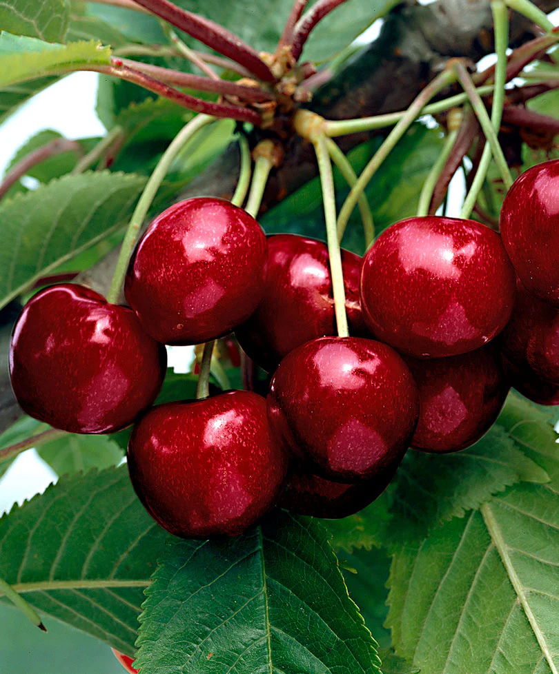 Cerisier Prunus ‘Kordia‘ - Image 2