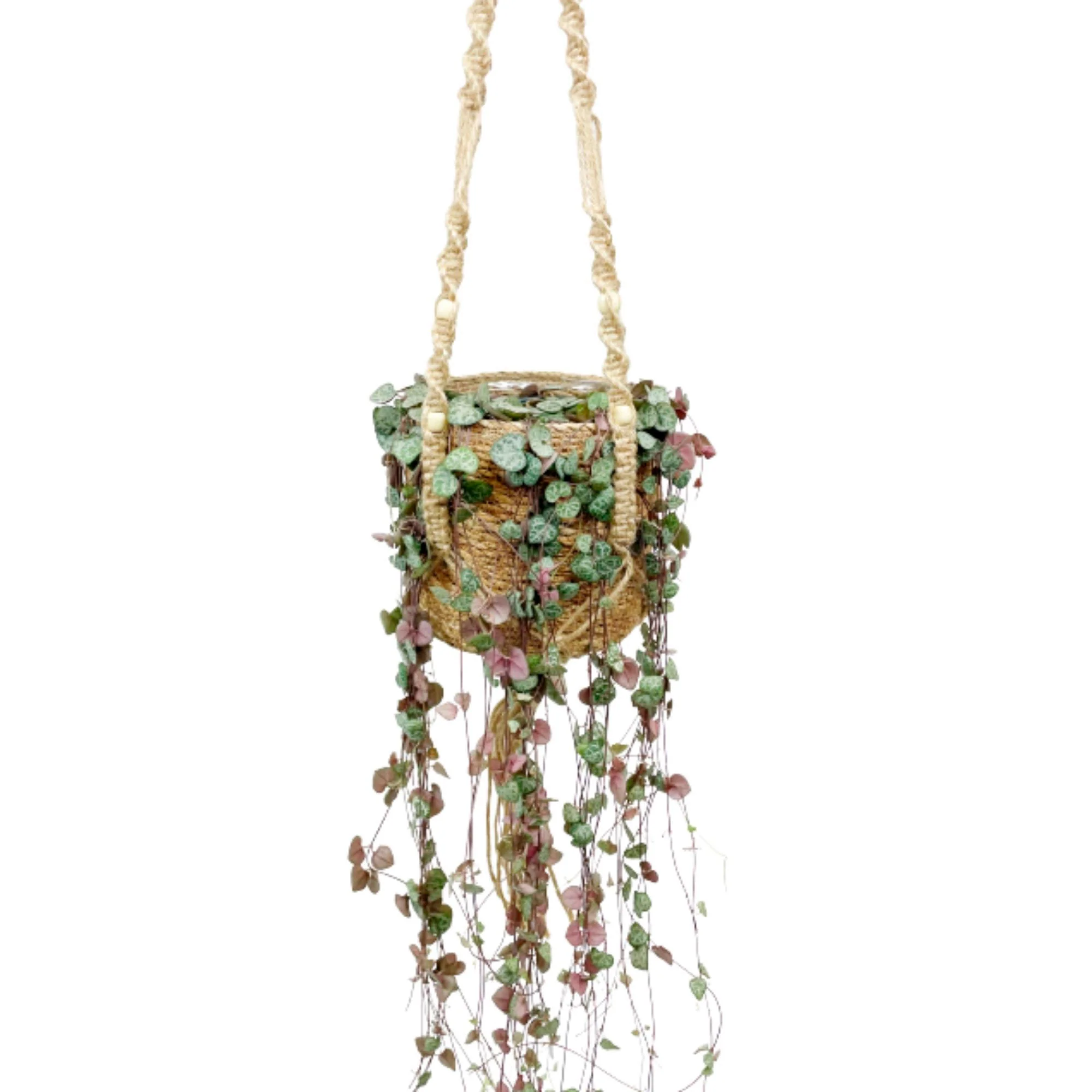 Chaîne des cœurs Ceropegia woodii avec panier en crin végétal et suspension macramé - Plante suspendue