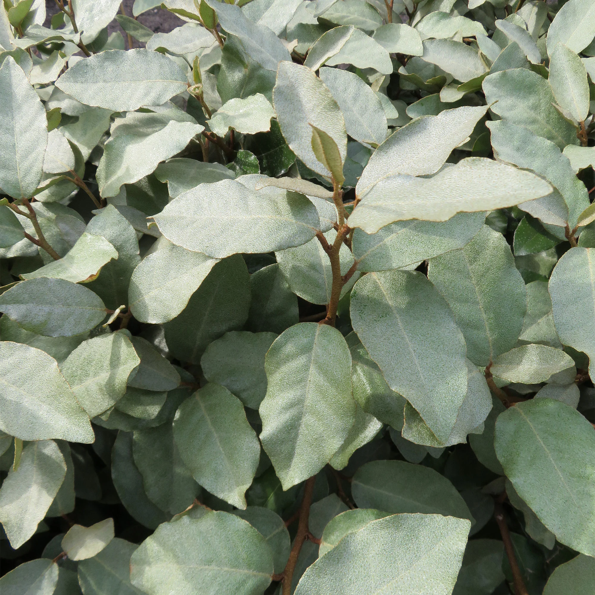 Chalef de Ebbing Elaeagnus ebbingei - Image 6